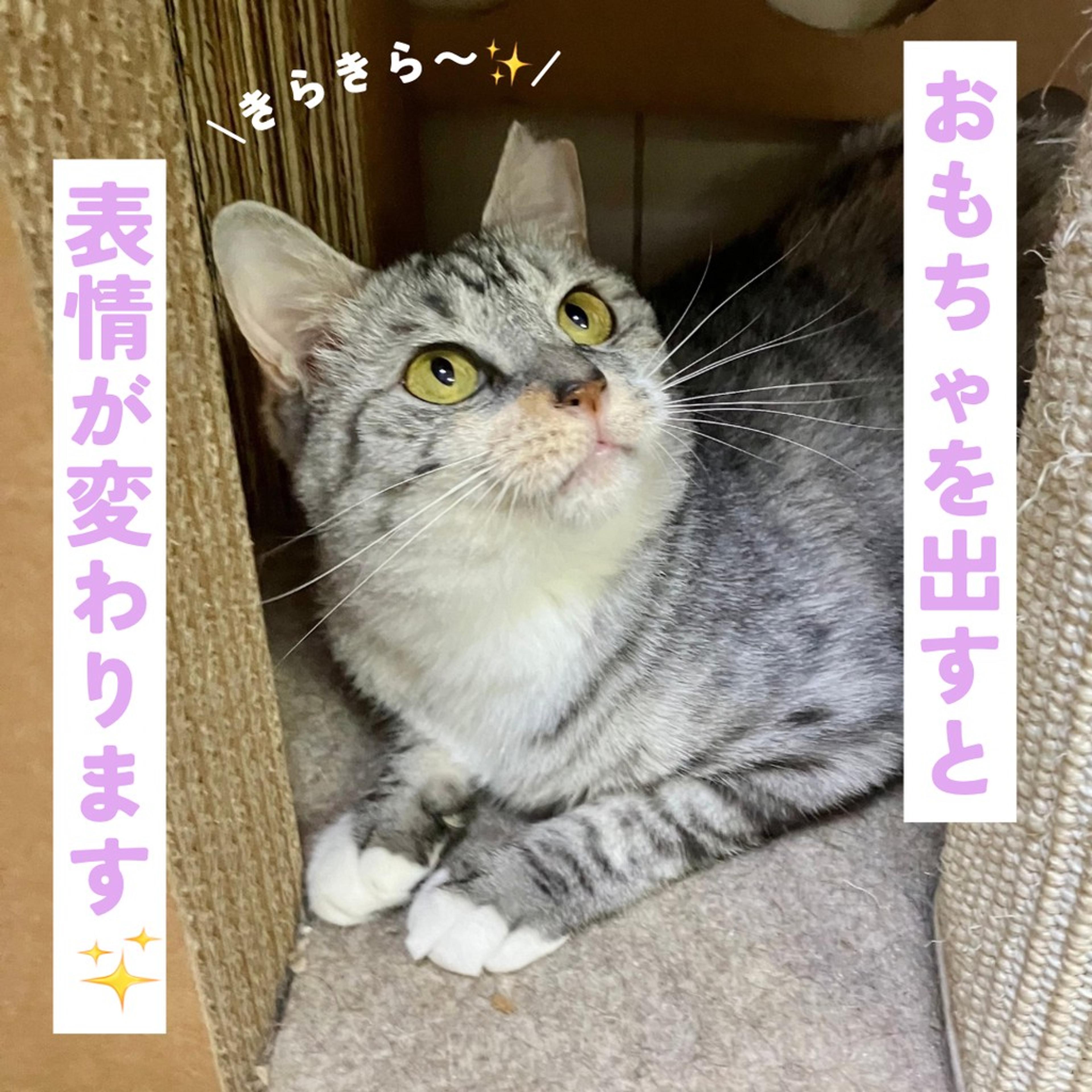 pet-image-4