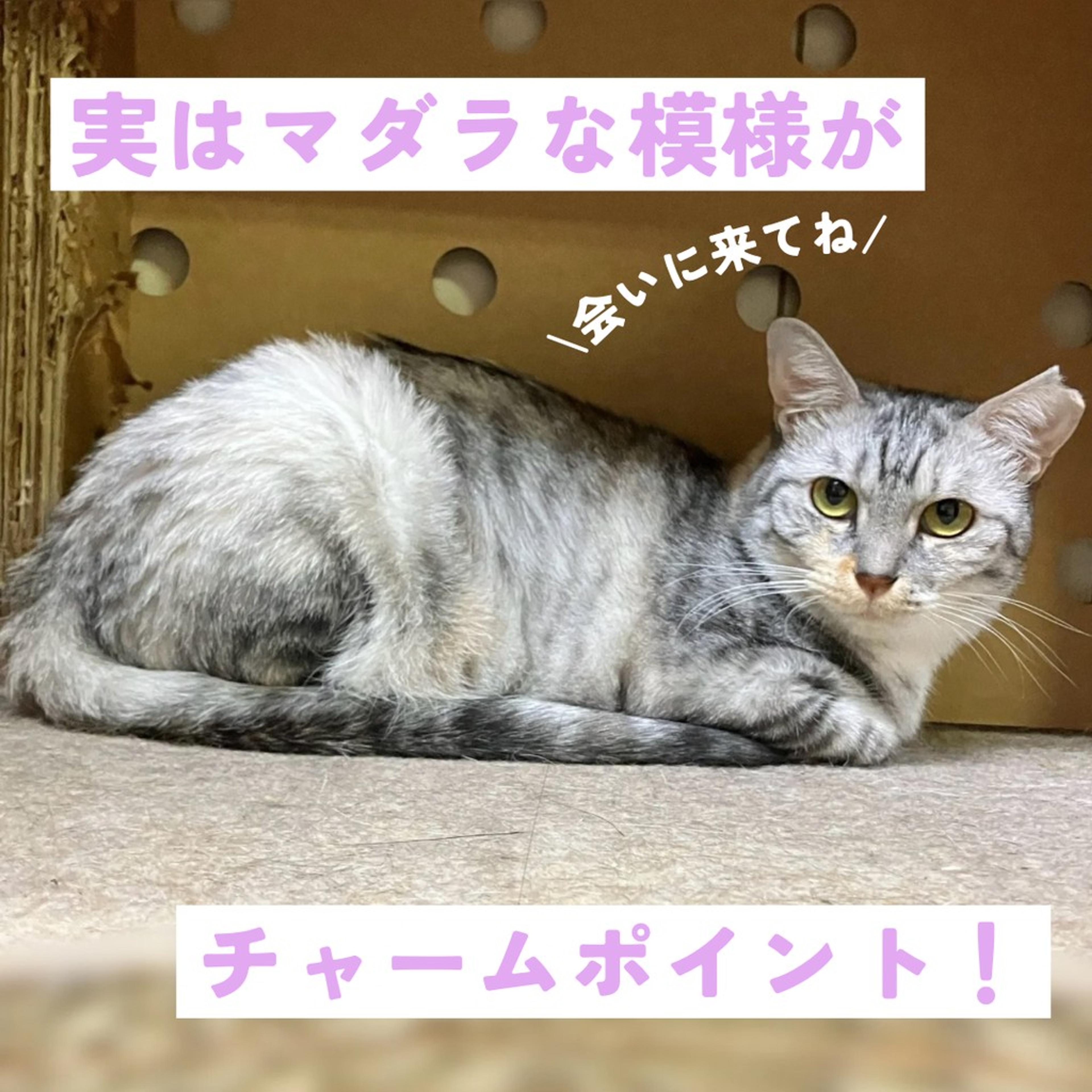 pet-image-5