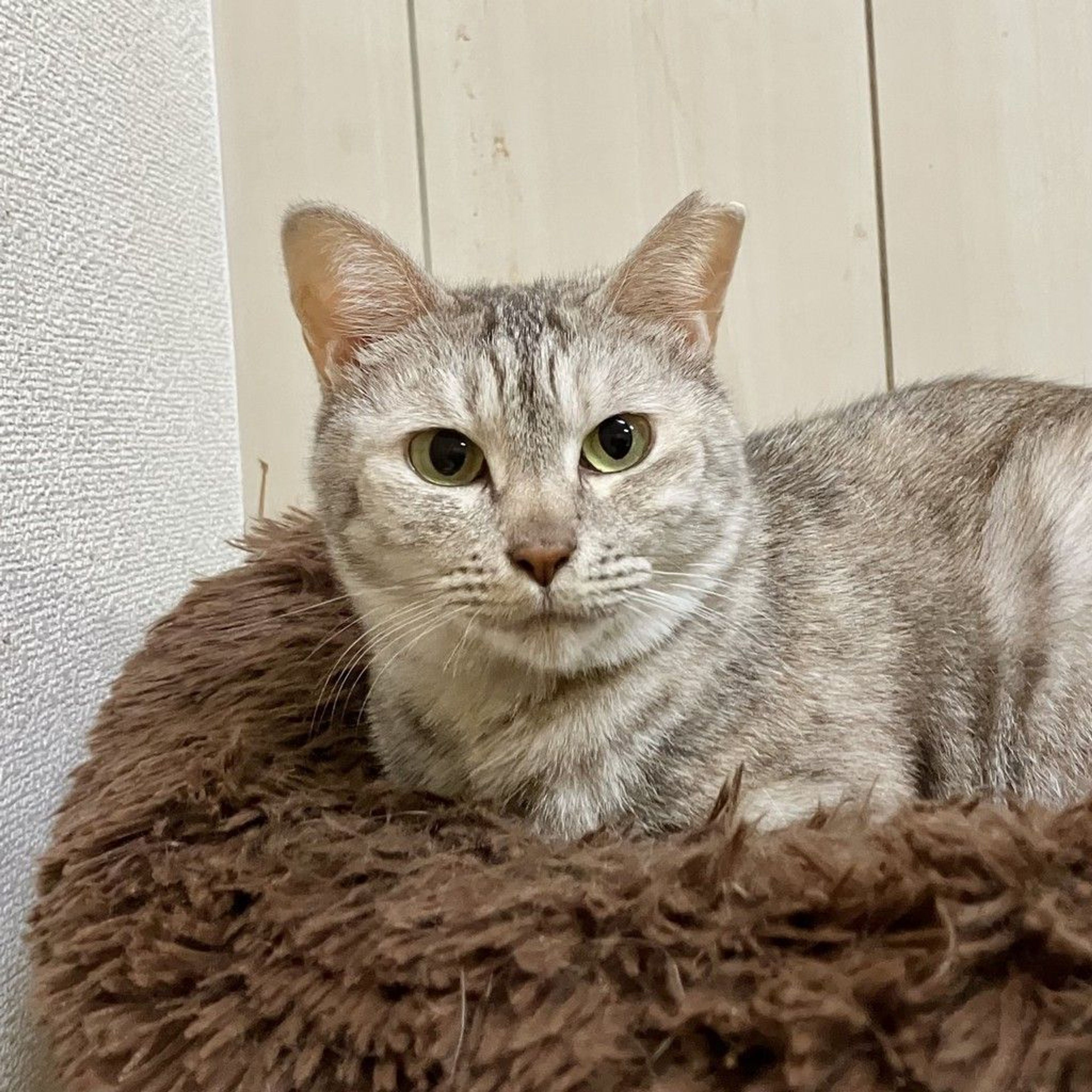 雑種（ミックス猫）・メスの里親募集の写真