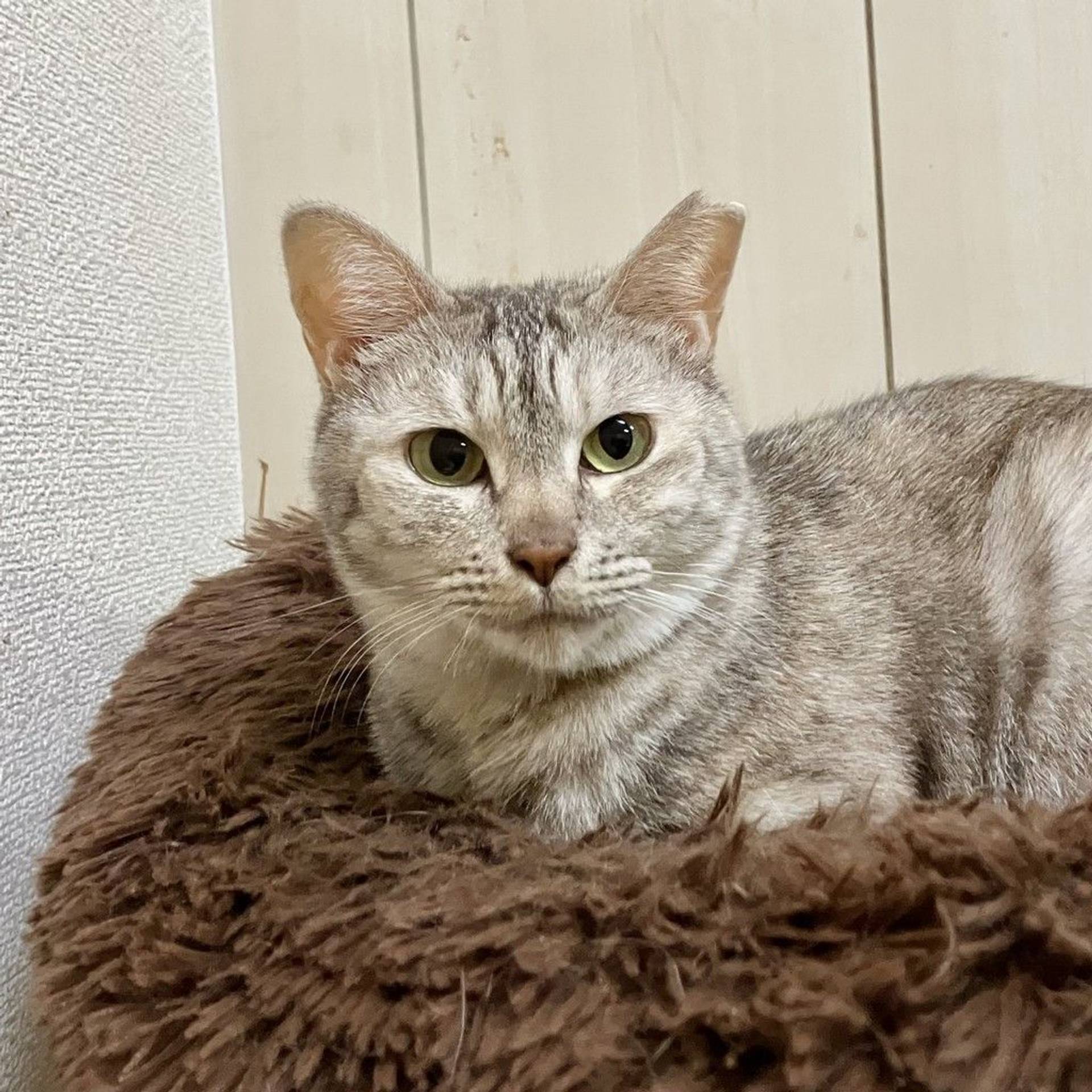 雑種（ミックス猫）・メスの里親募集の写真