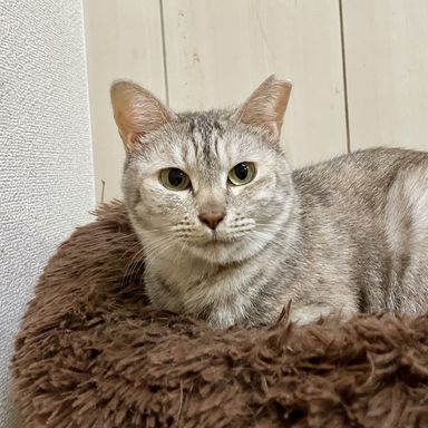 きなこの写真