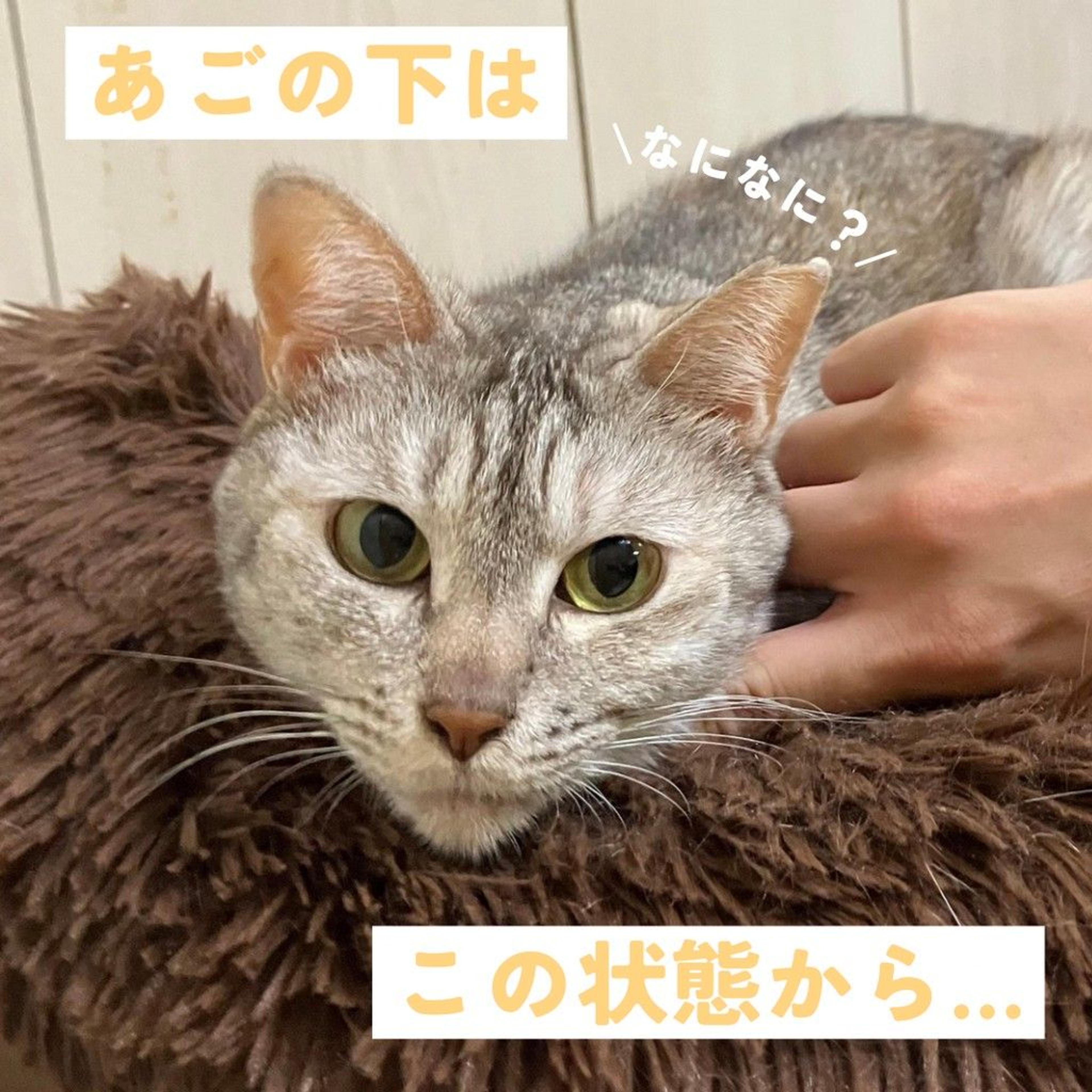 pet-image-5