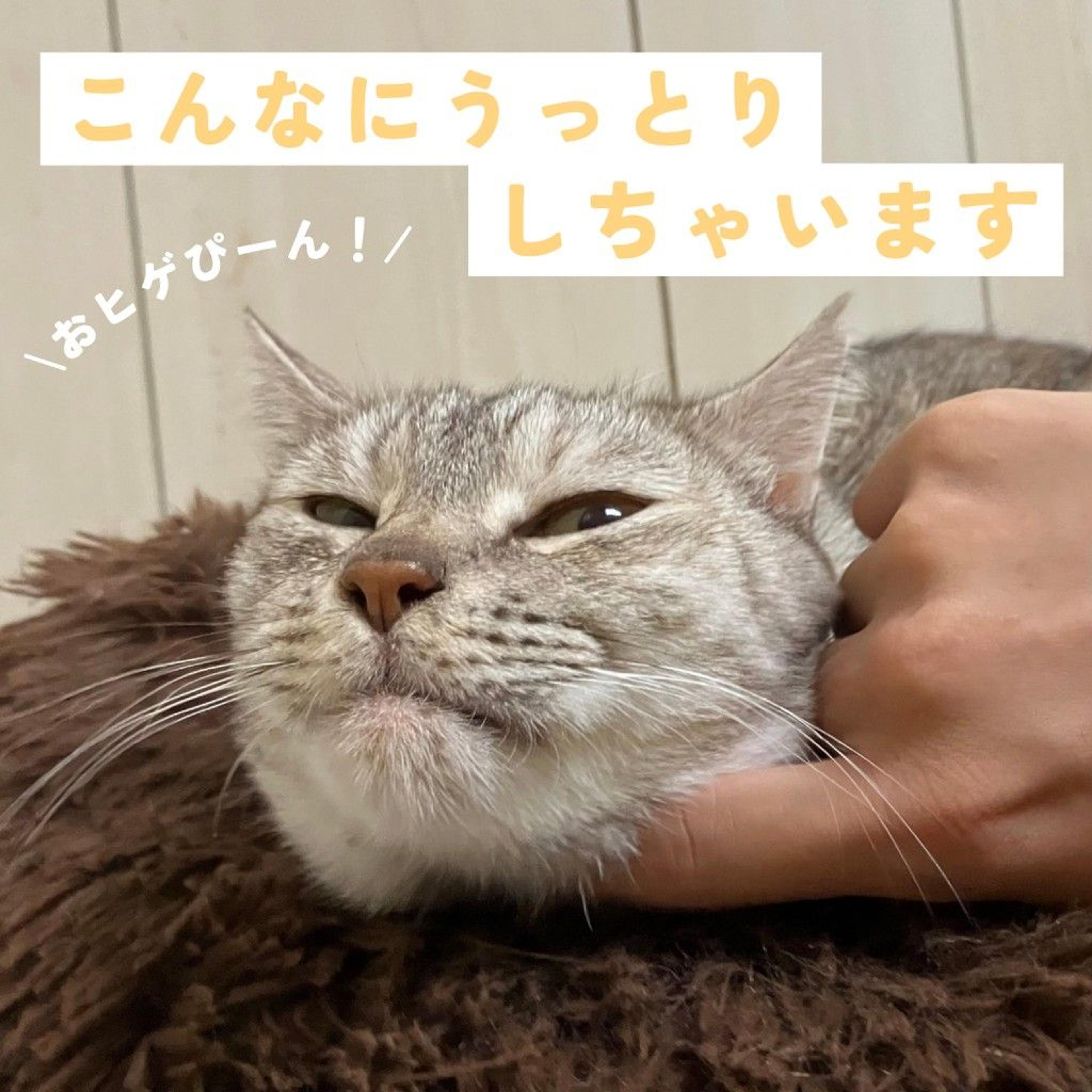 pet-image-6