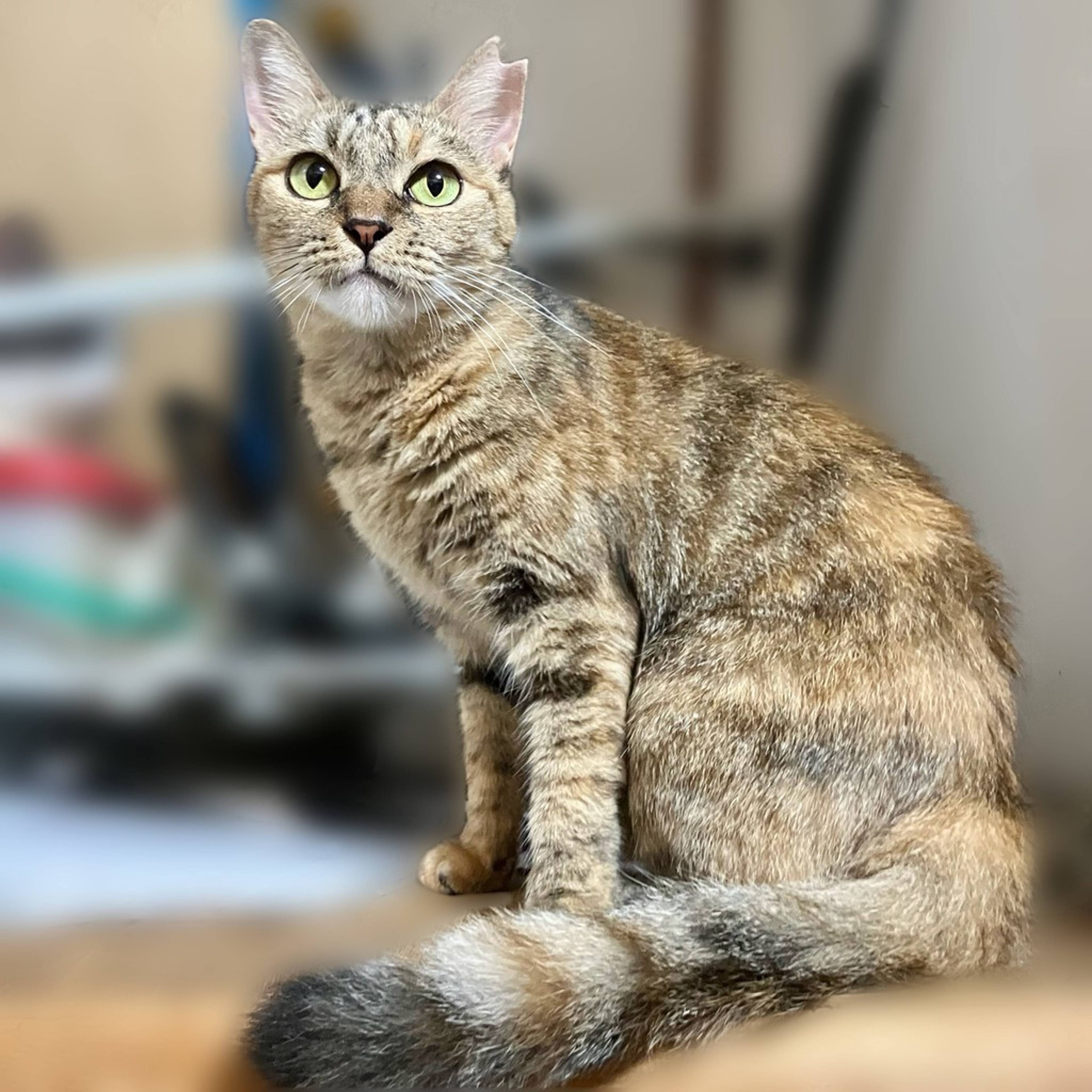 雑種（ミックス猫）・メスの里親募集の写真