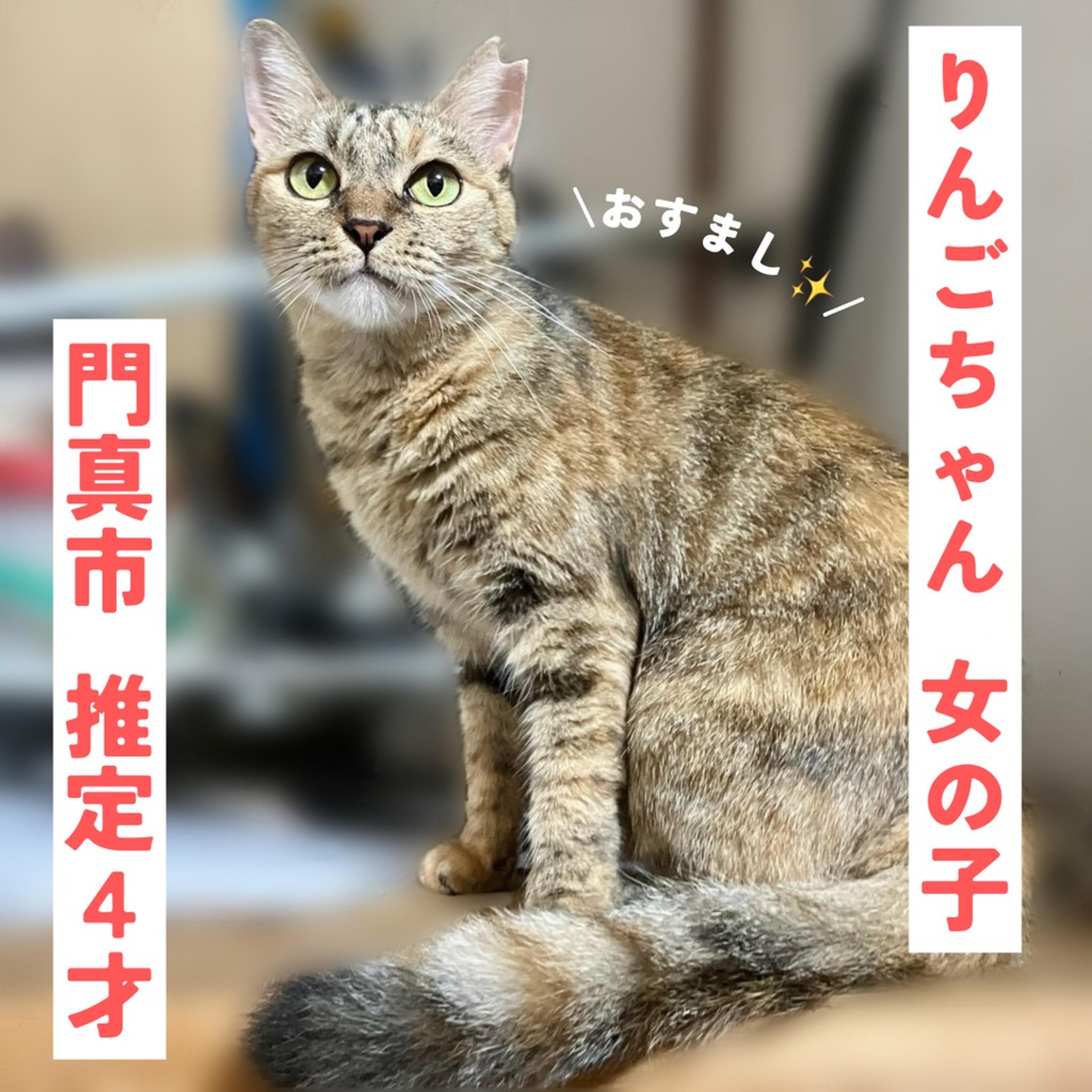 pet-image-2