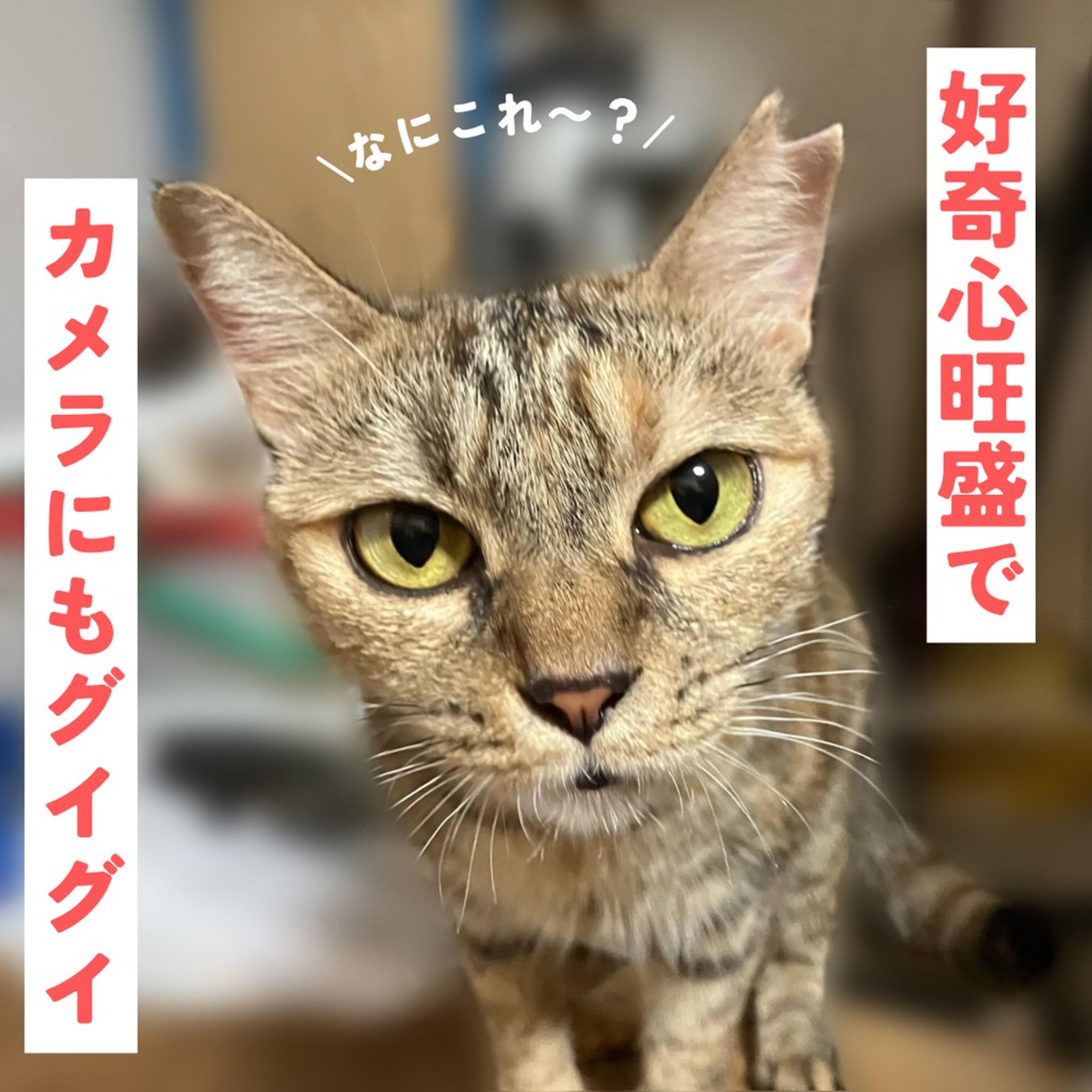 pet-image-4