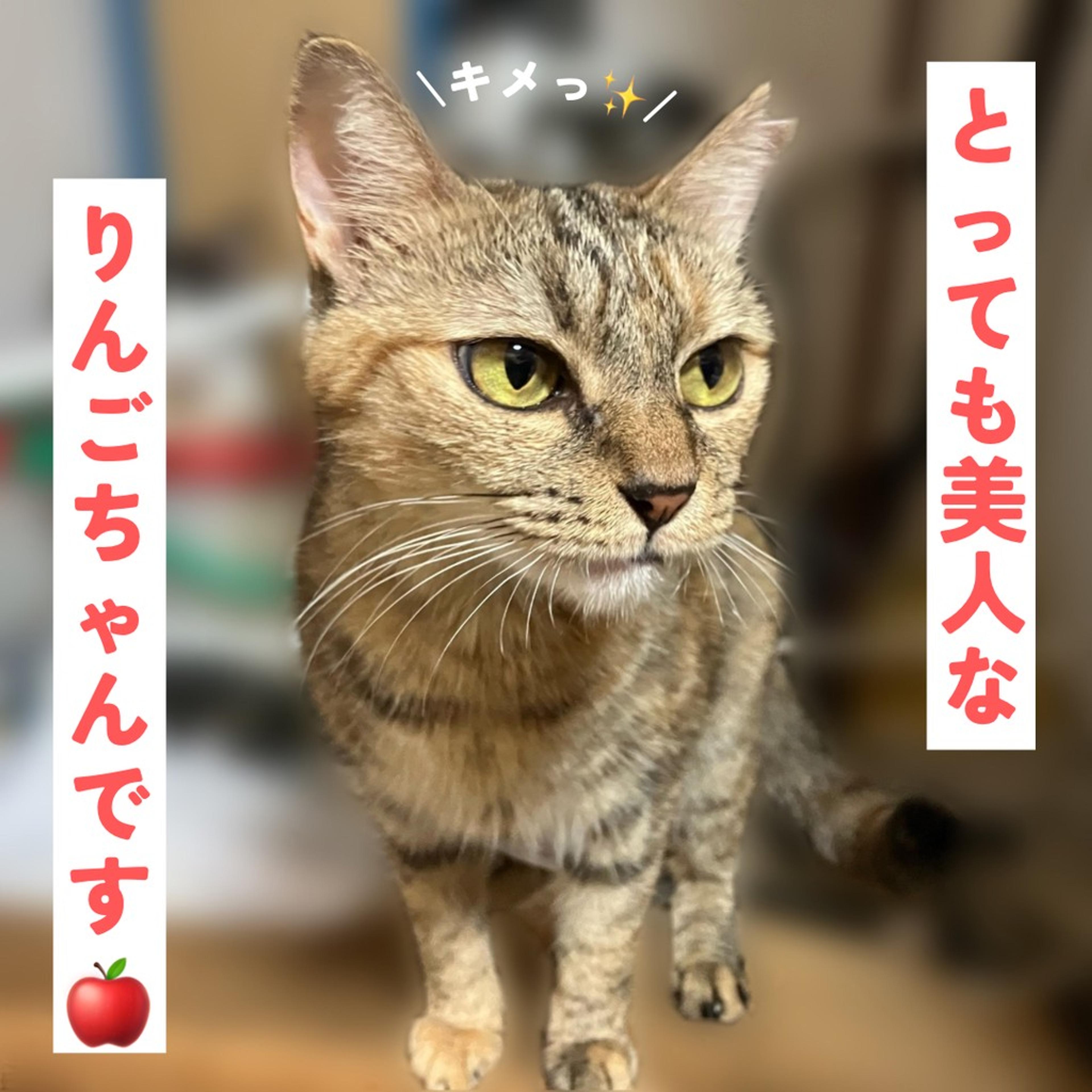 pet-image-5