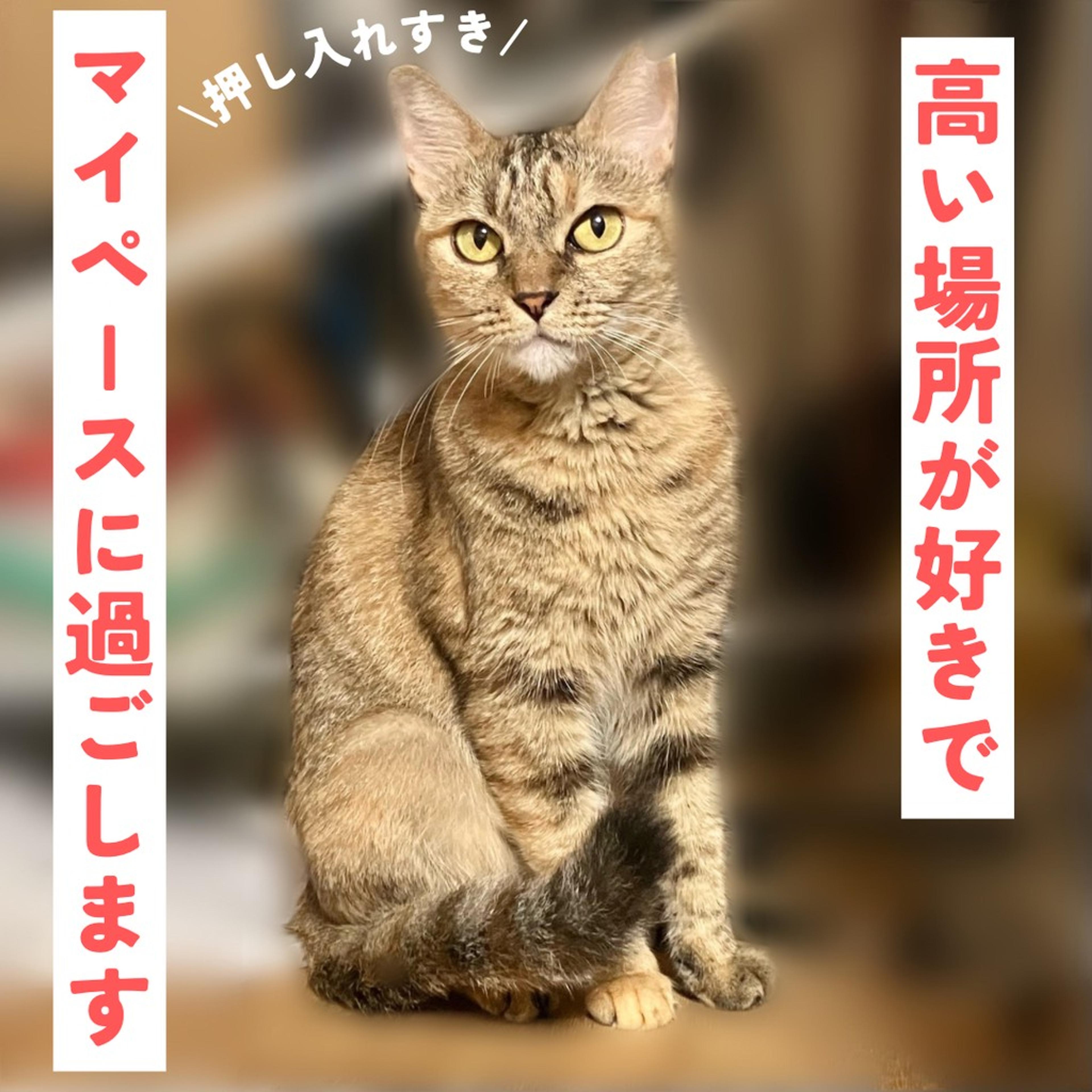 pet-image-3