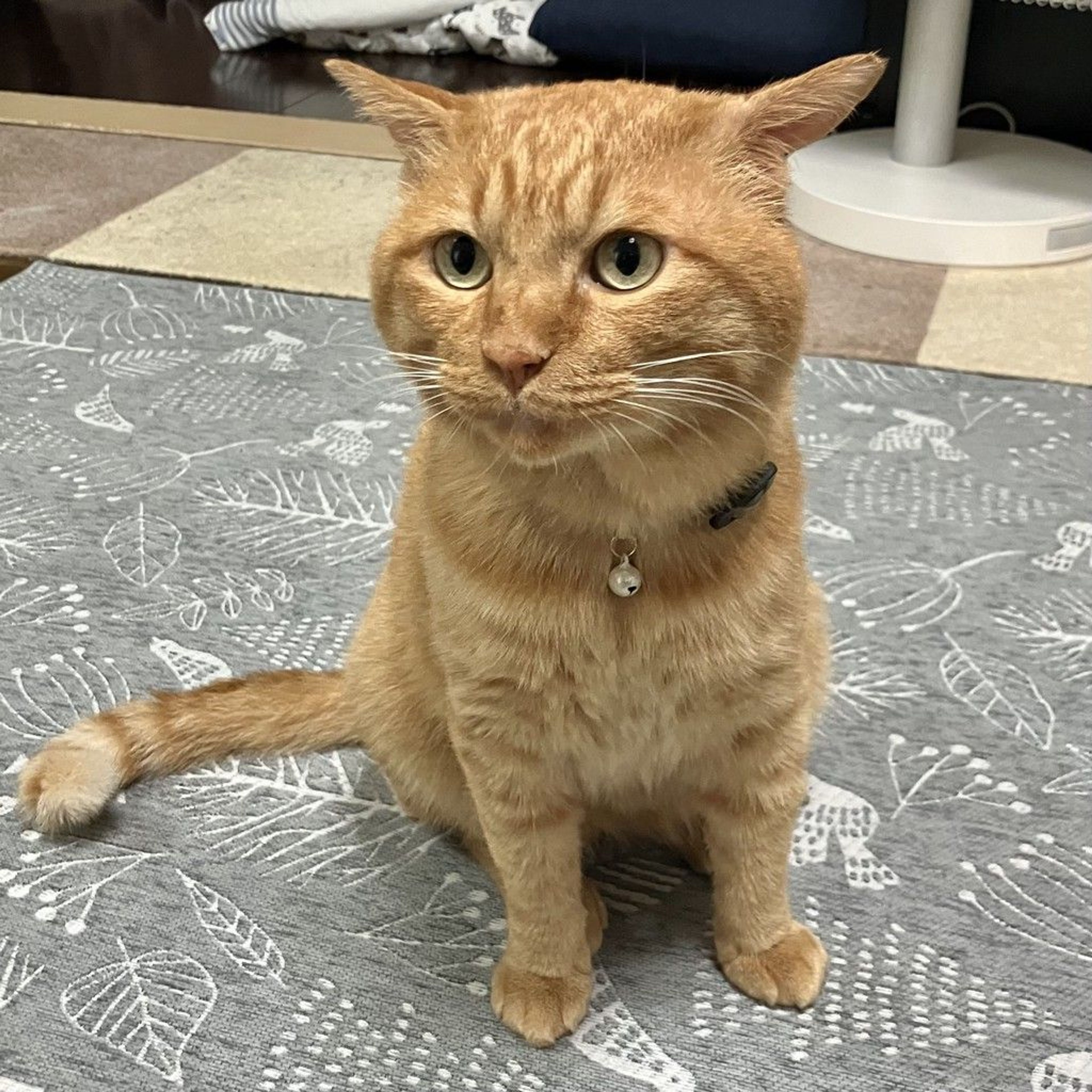 雑種（ミックス猫）・オスの里親募集の写真