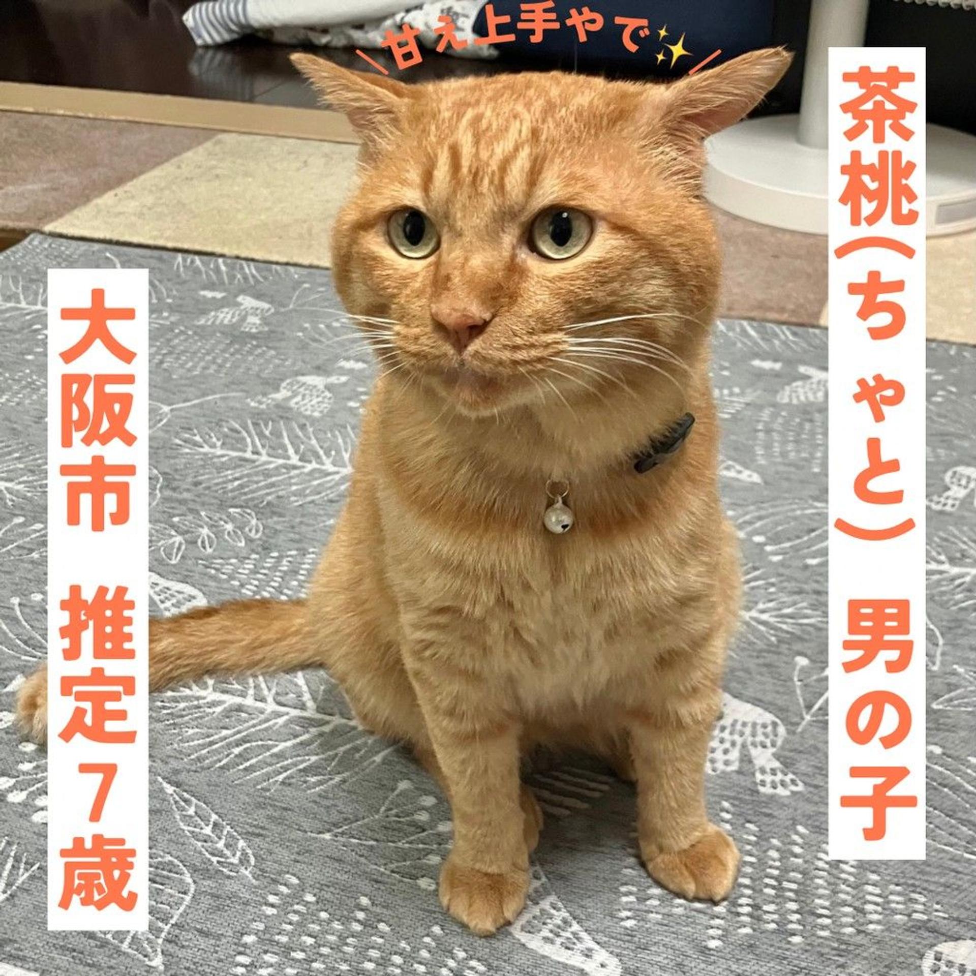 pet-image-2