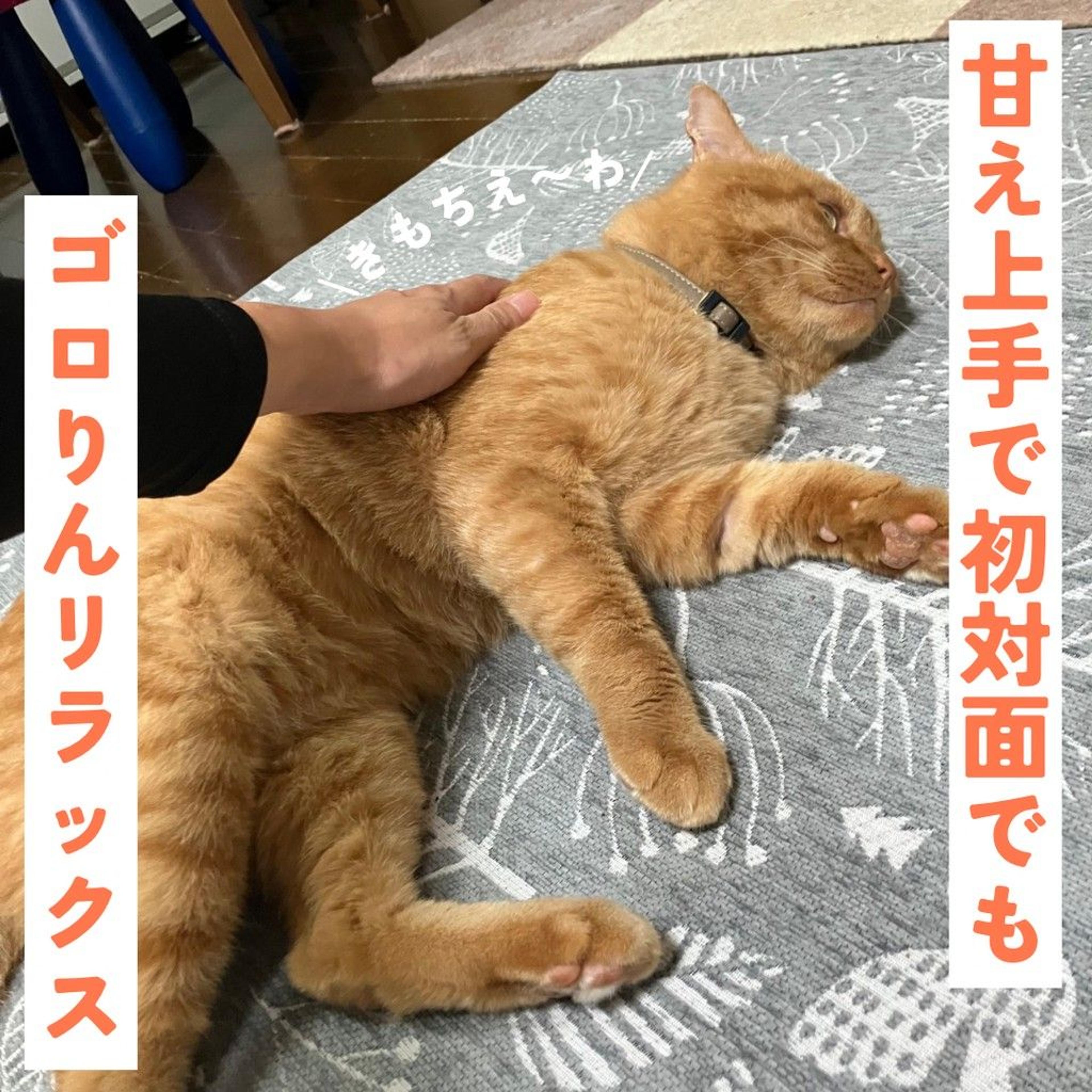 pet-image-3