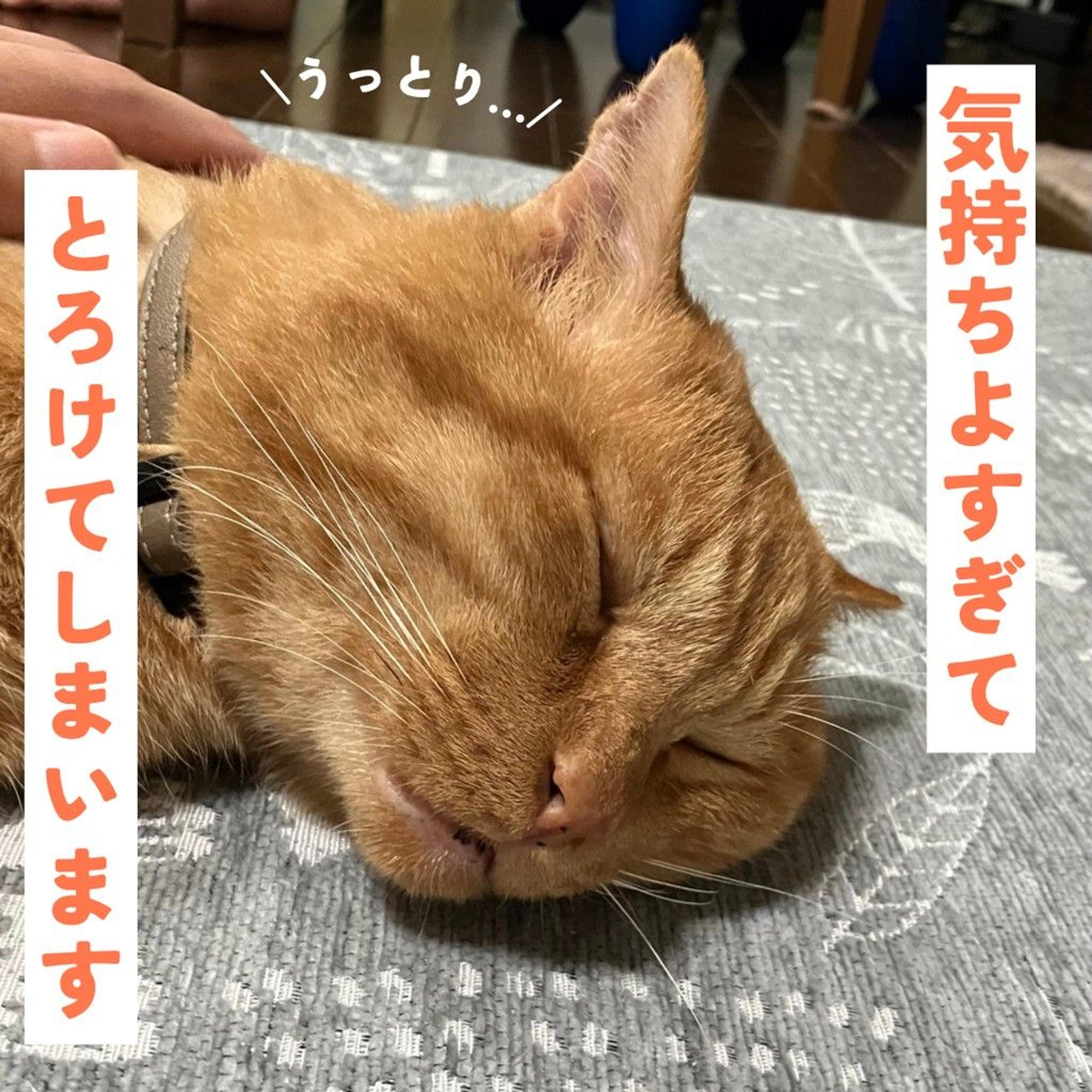 pet-image-4