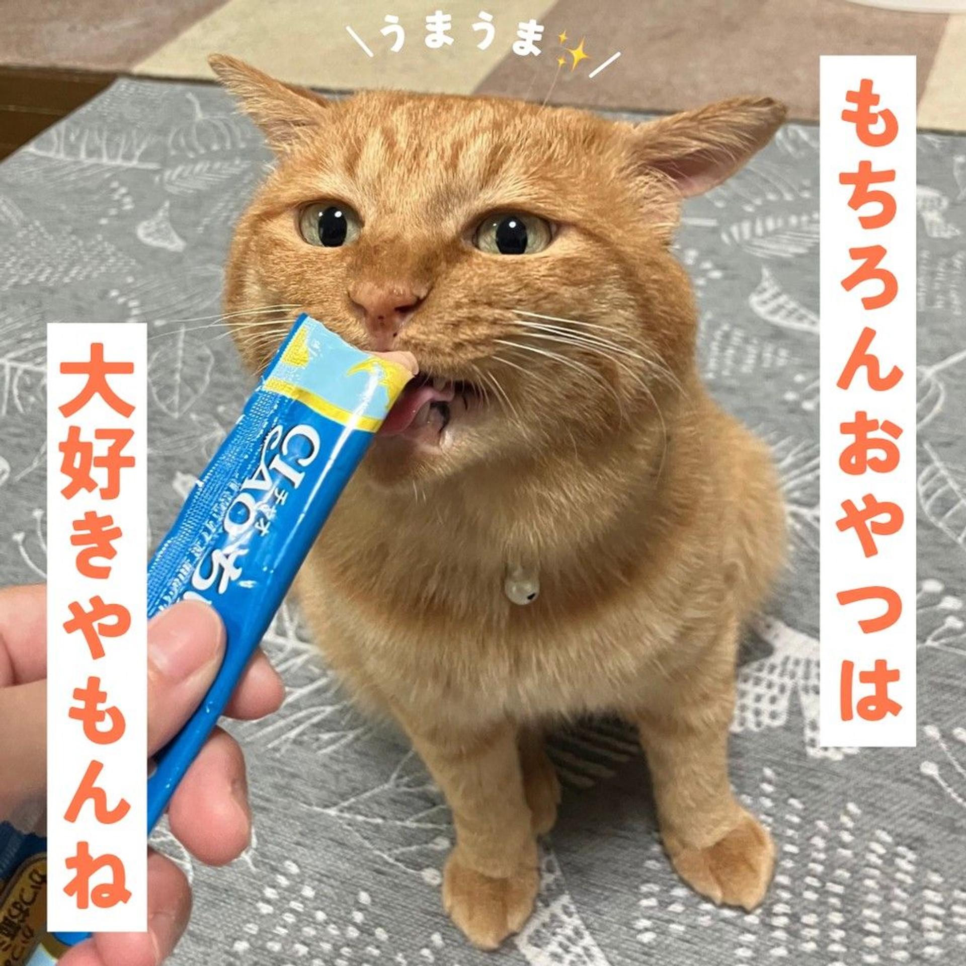 pet-image-5