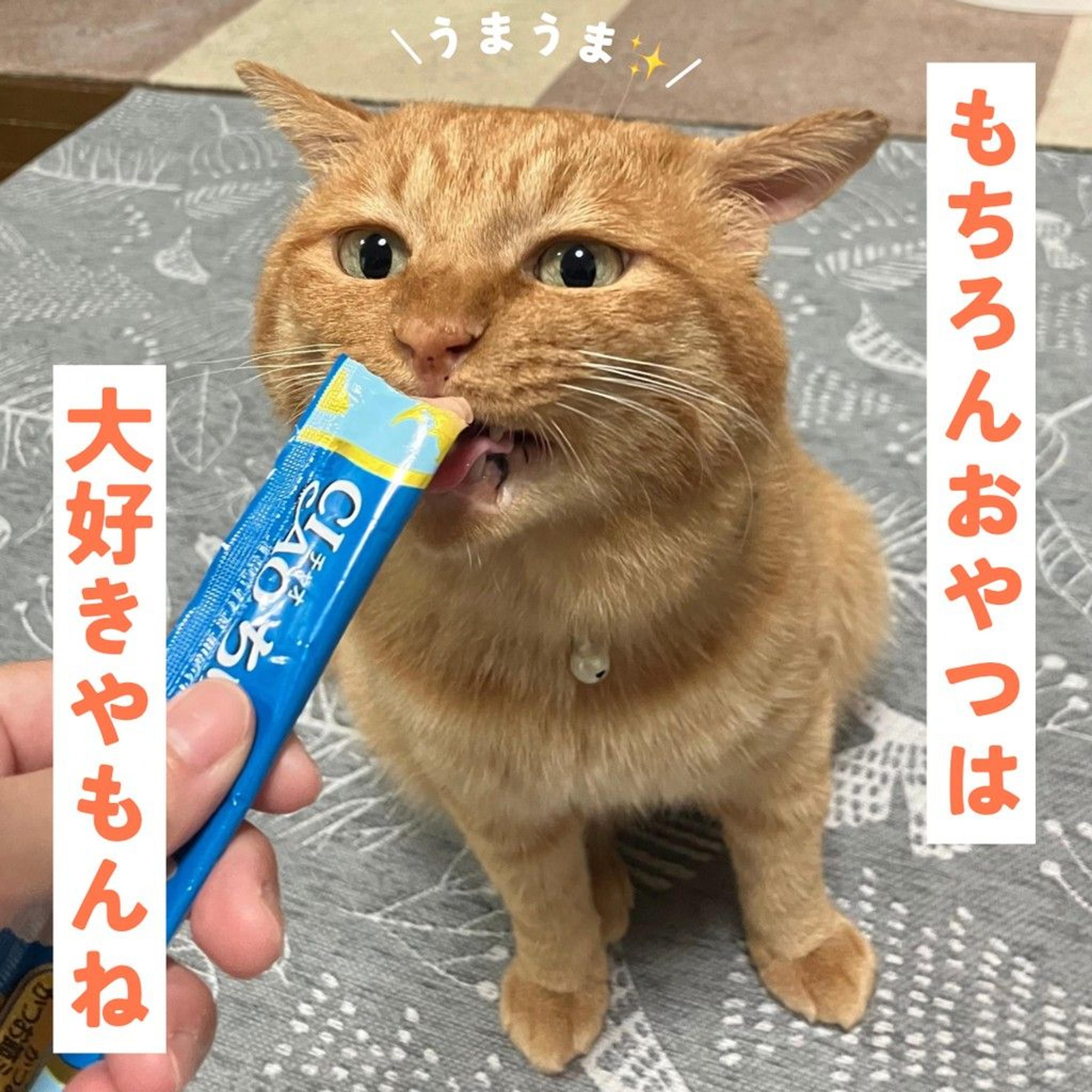 pet-image-5
