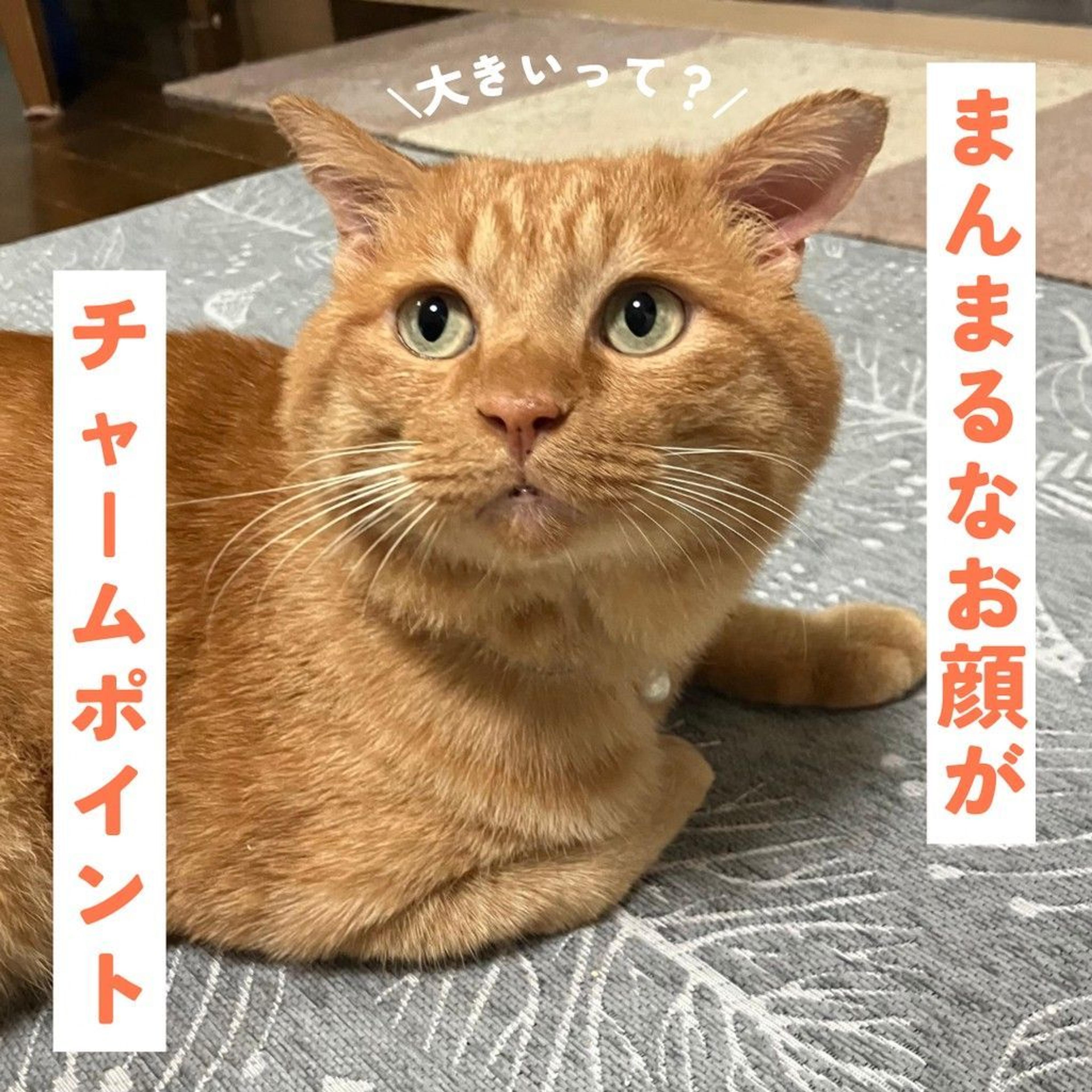 pet-image-6