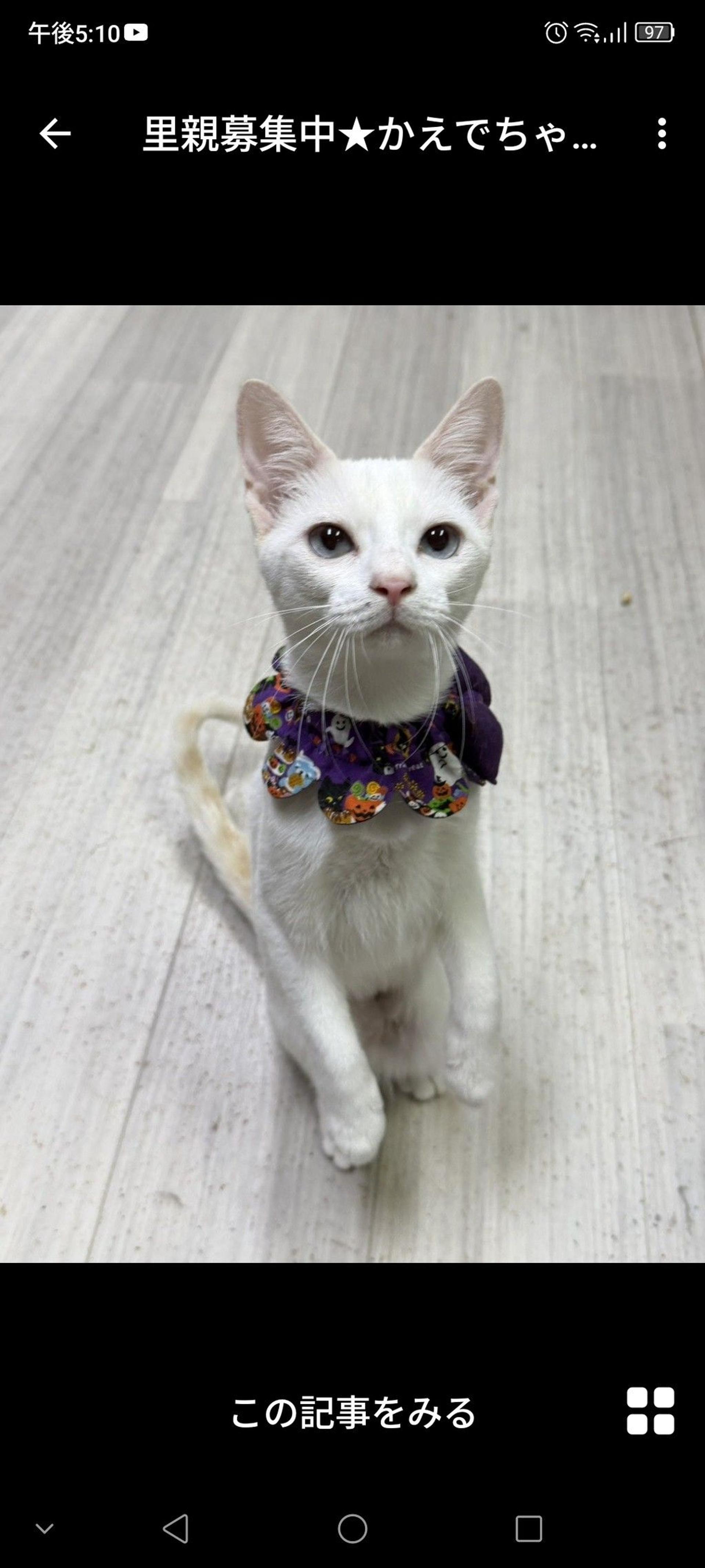 pet-image-3