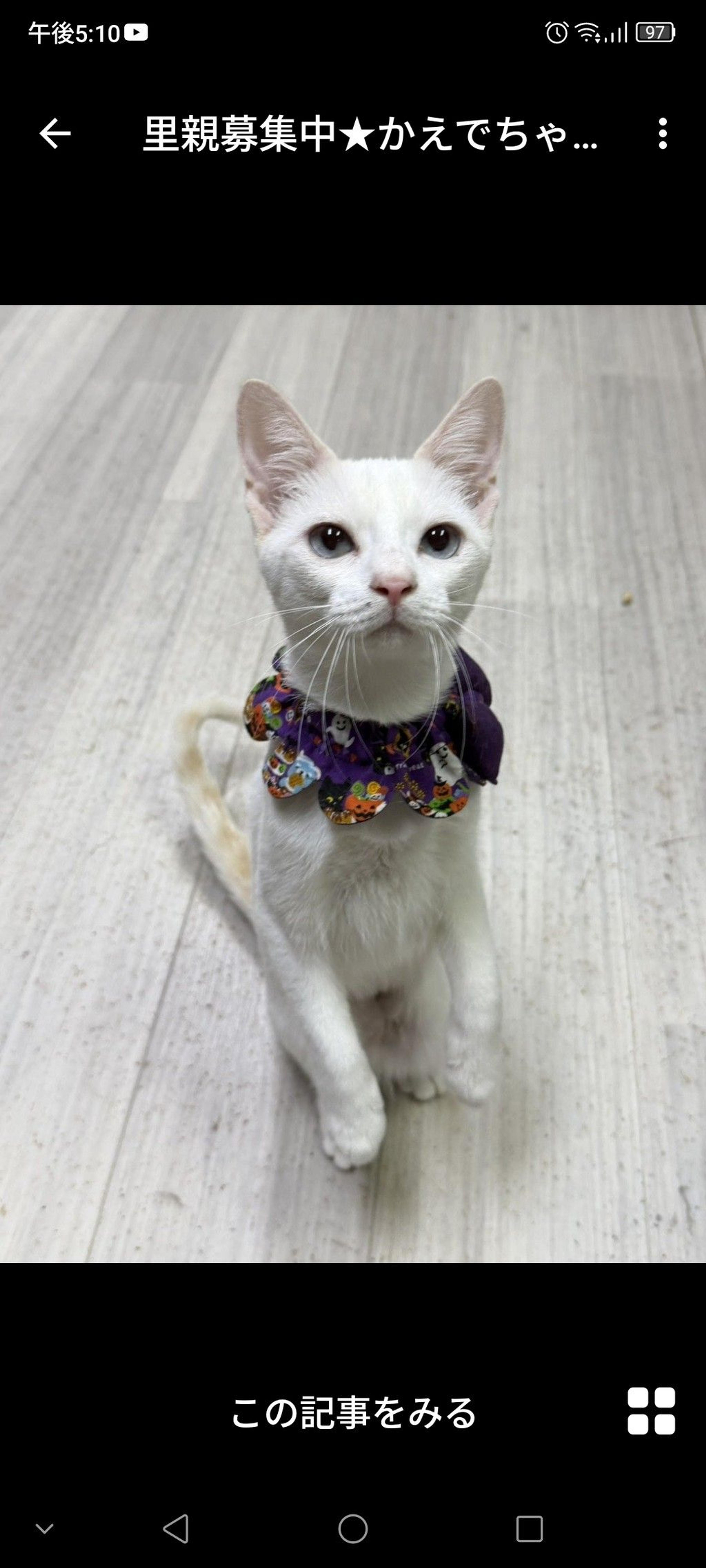 pet-image-3
