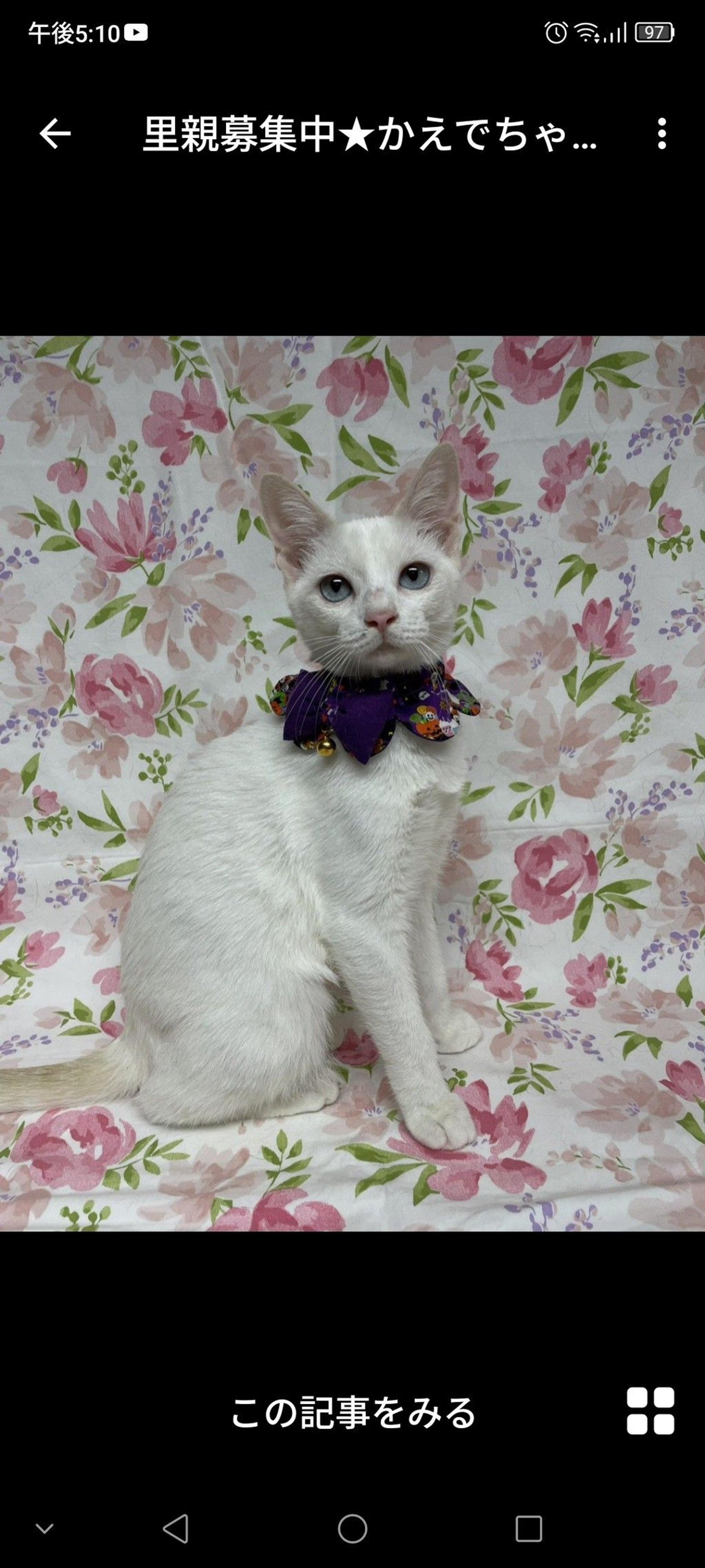 pet-image-2