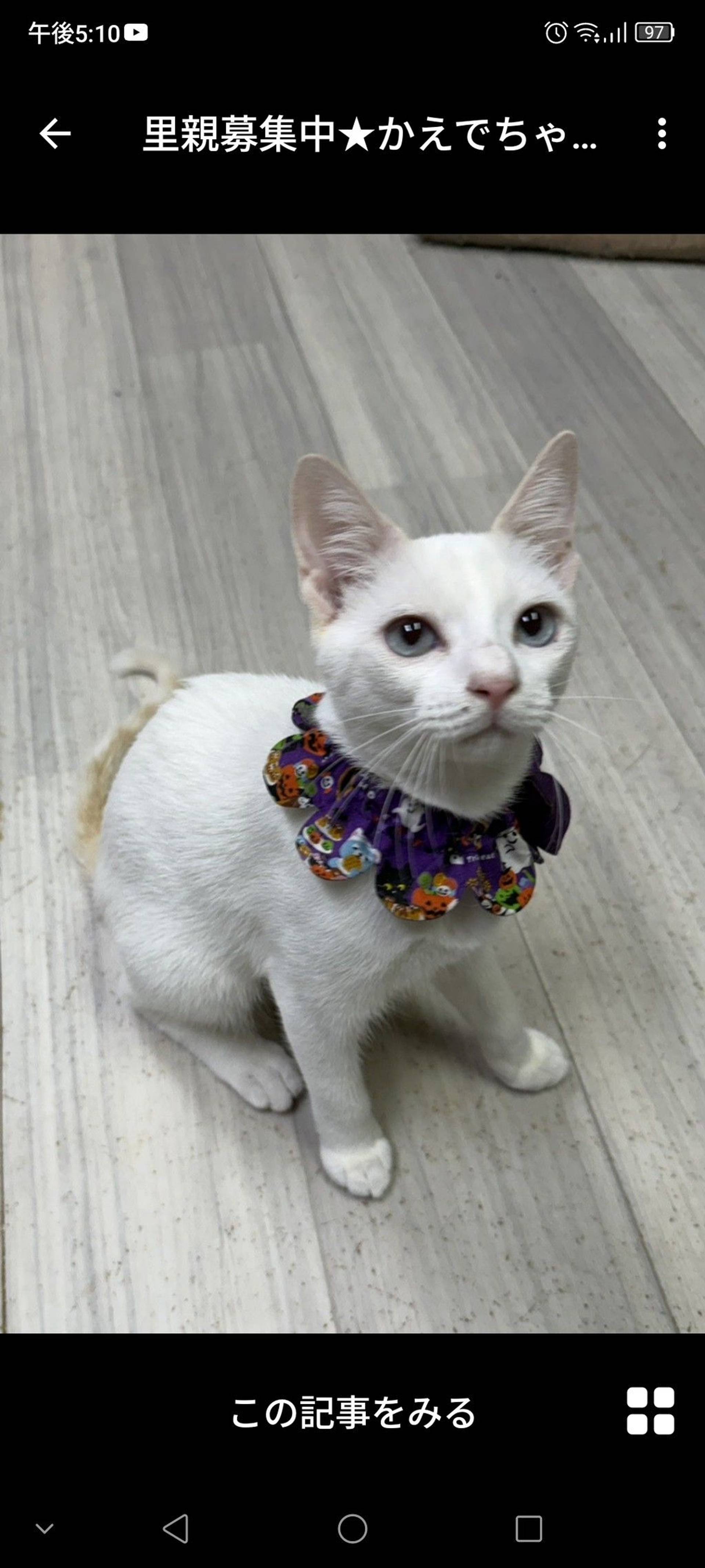 雑種（ミックス猫）・メスの里親募集の写真