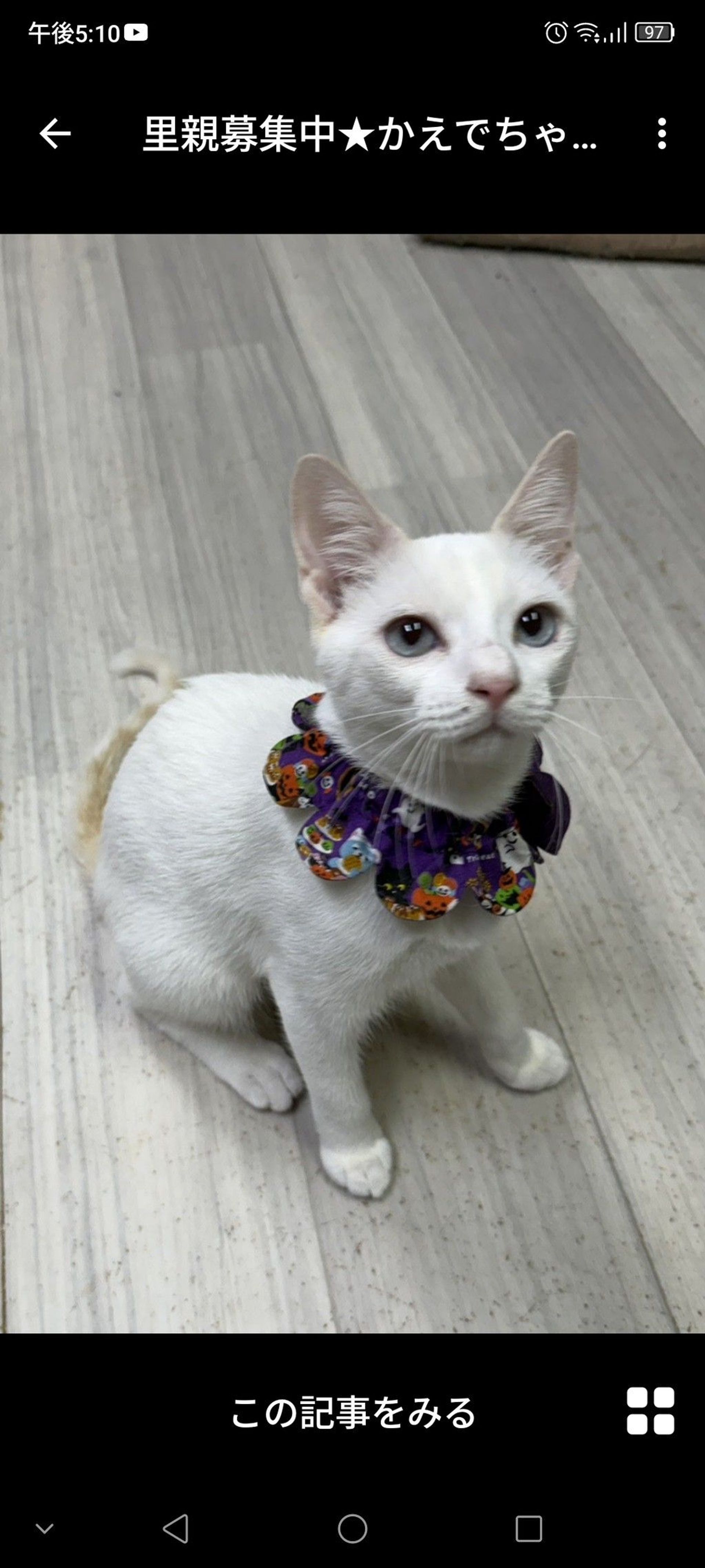 雑種（ミックス猫）・メスの里親募集の写真