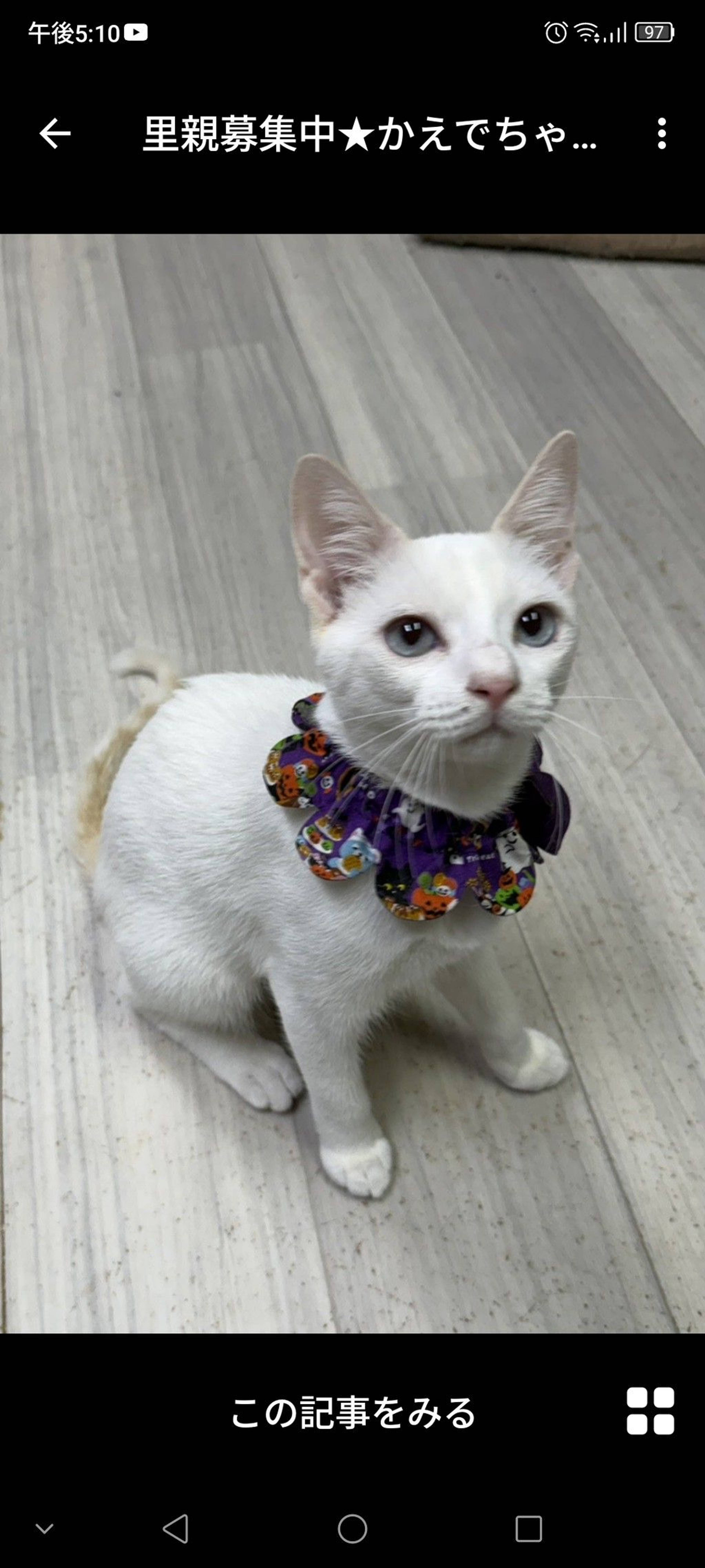 雑種（ミックス猫）・メスの里親募集の写真