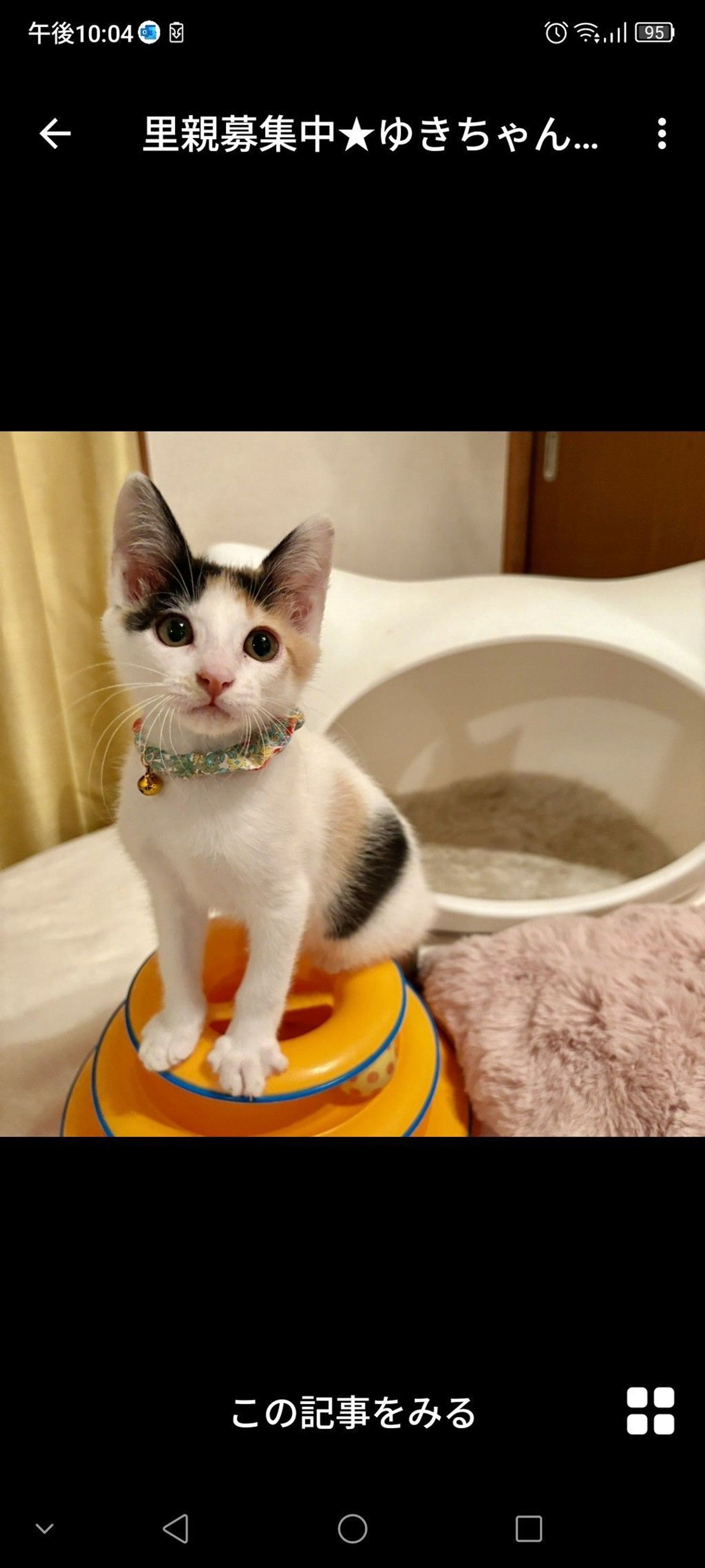 日本猫・メスの里親募集の写真