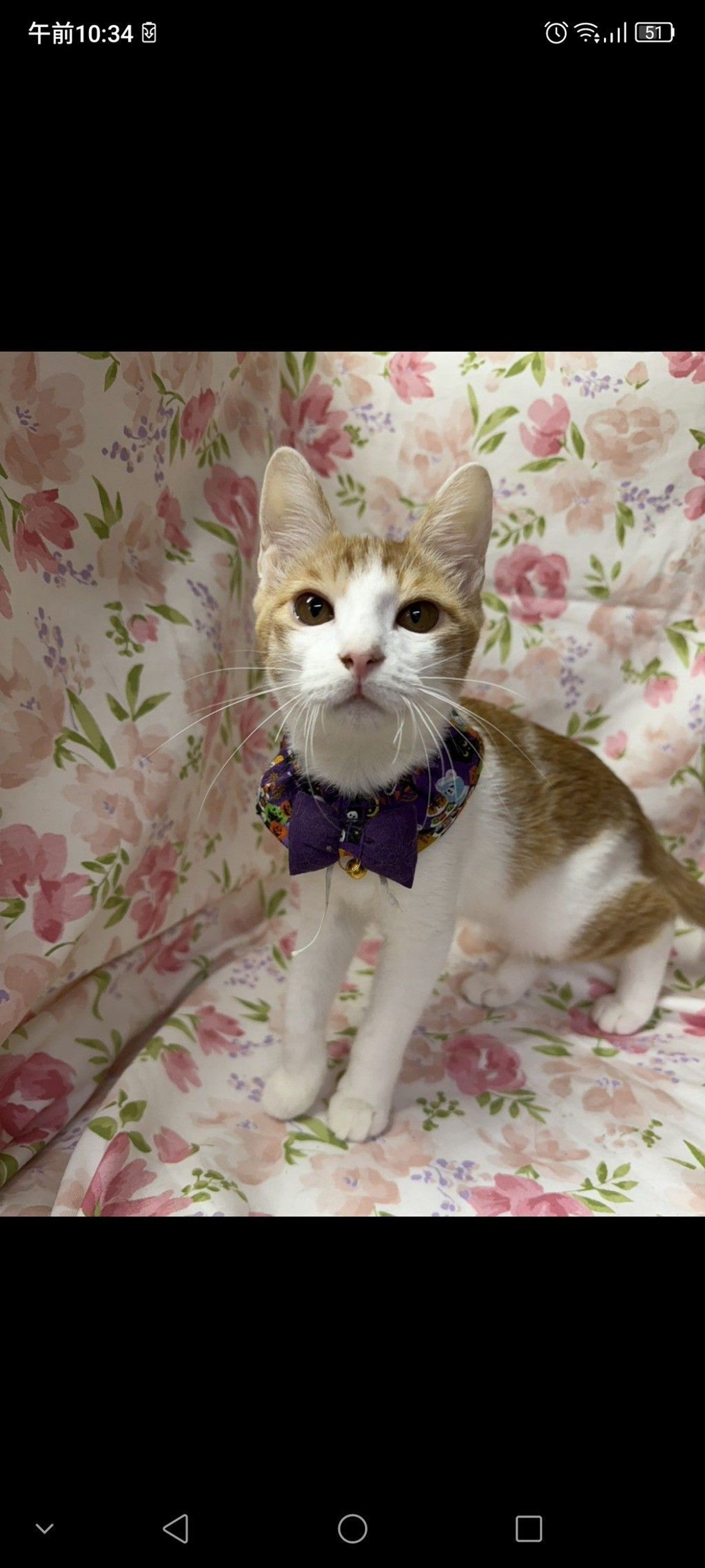 雑種（ミックス猫）・オスの里親募集の写真