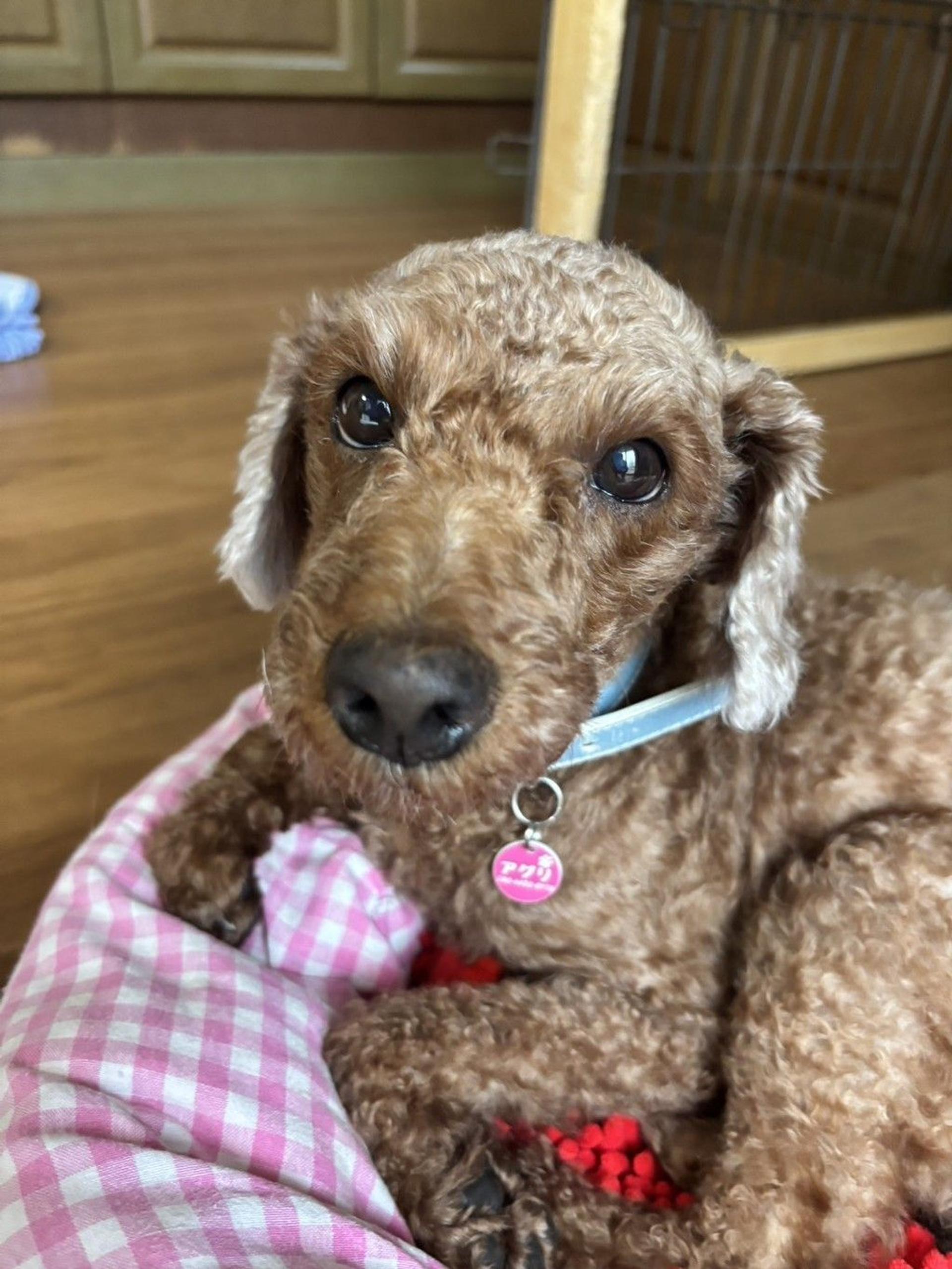 pet-image-4