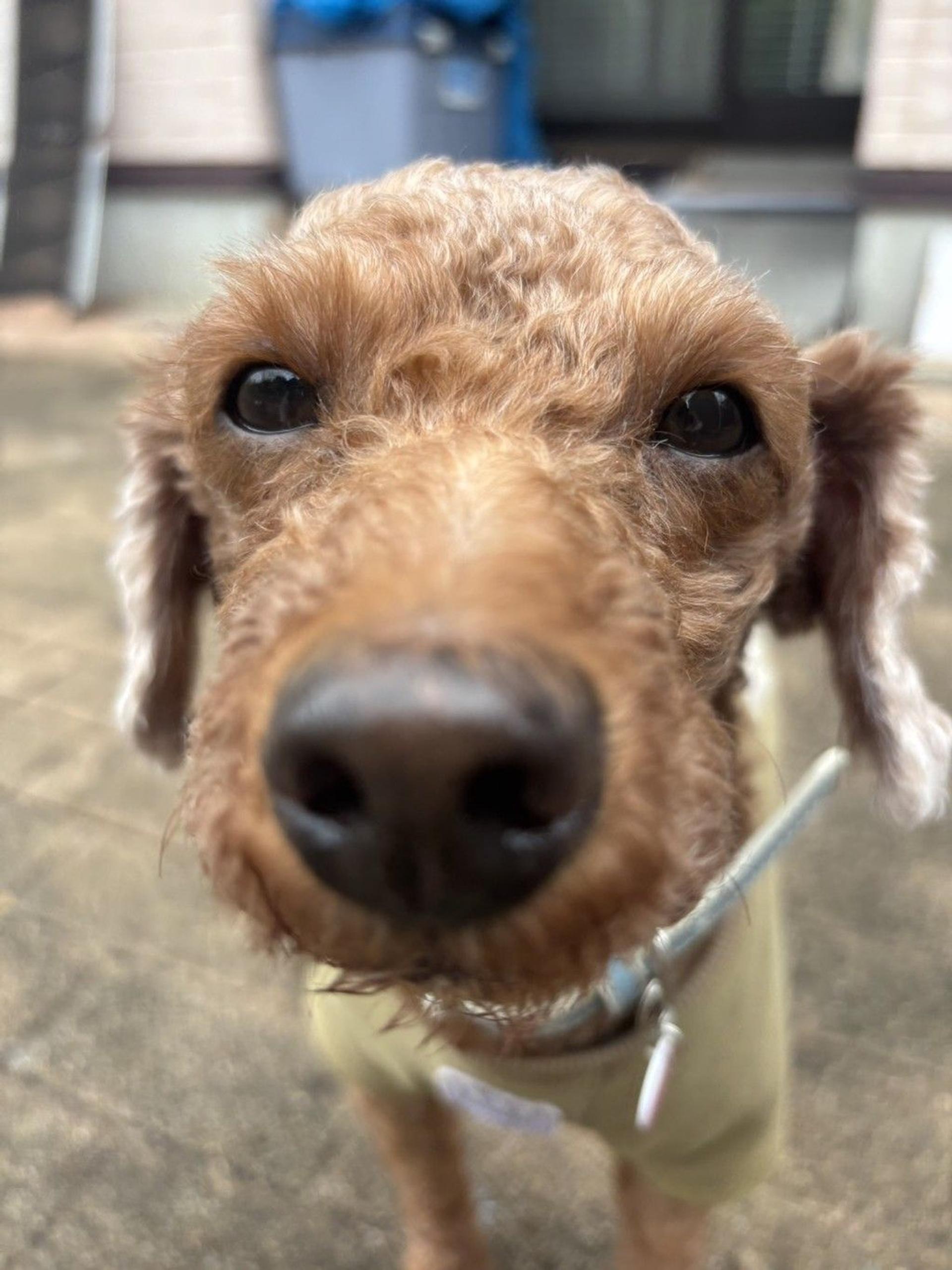 pet-image-7