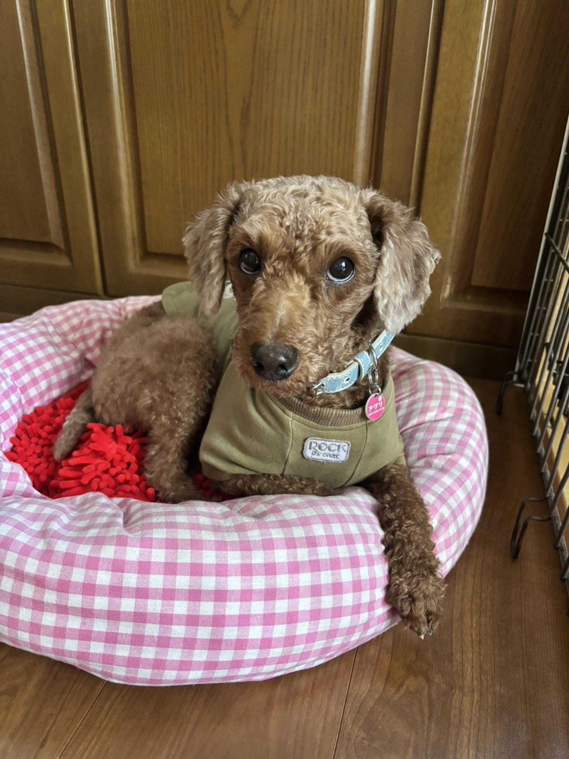 pet-image-8
