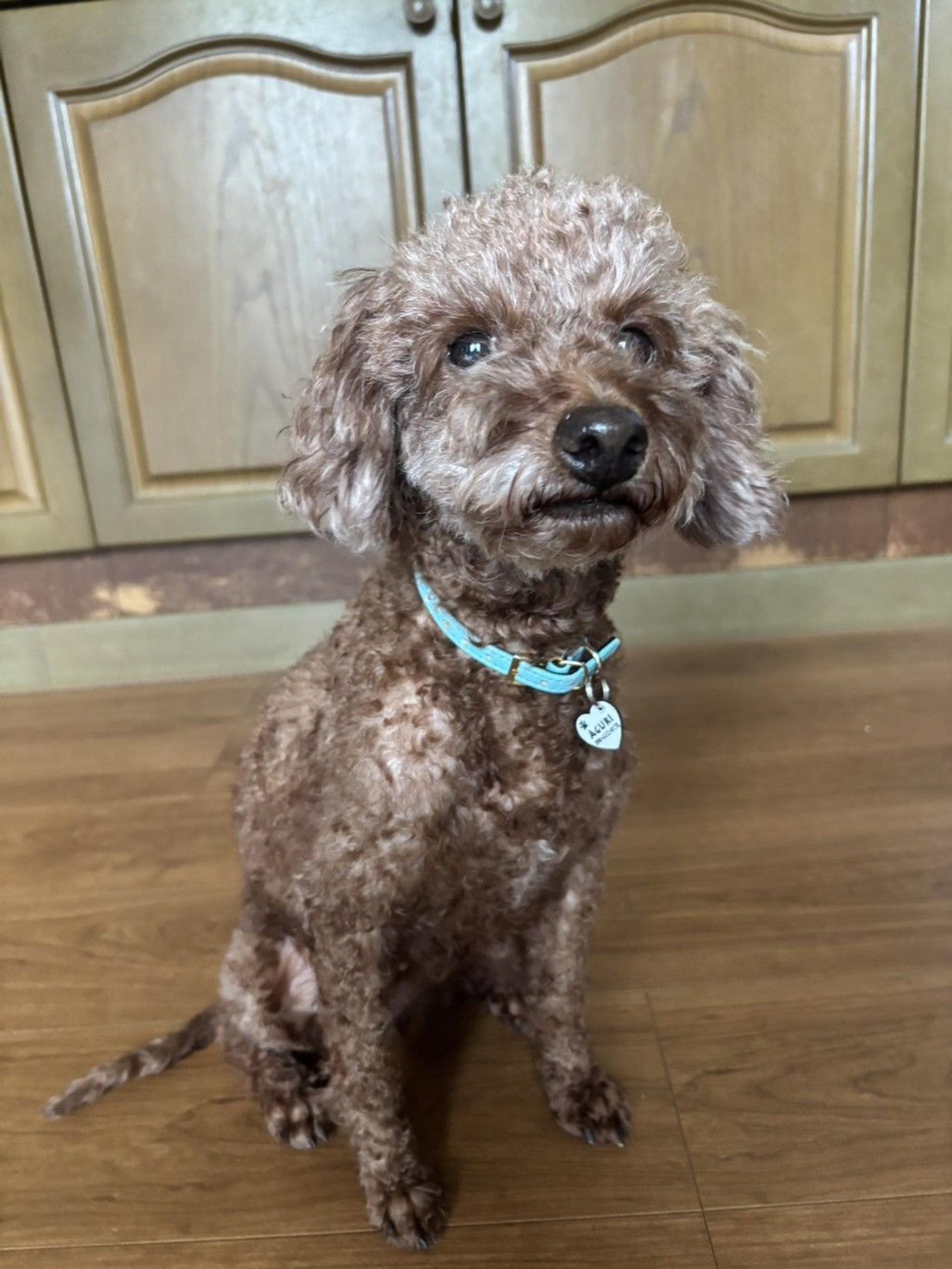 pet-image-4
