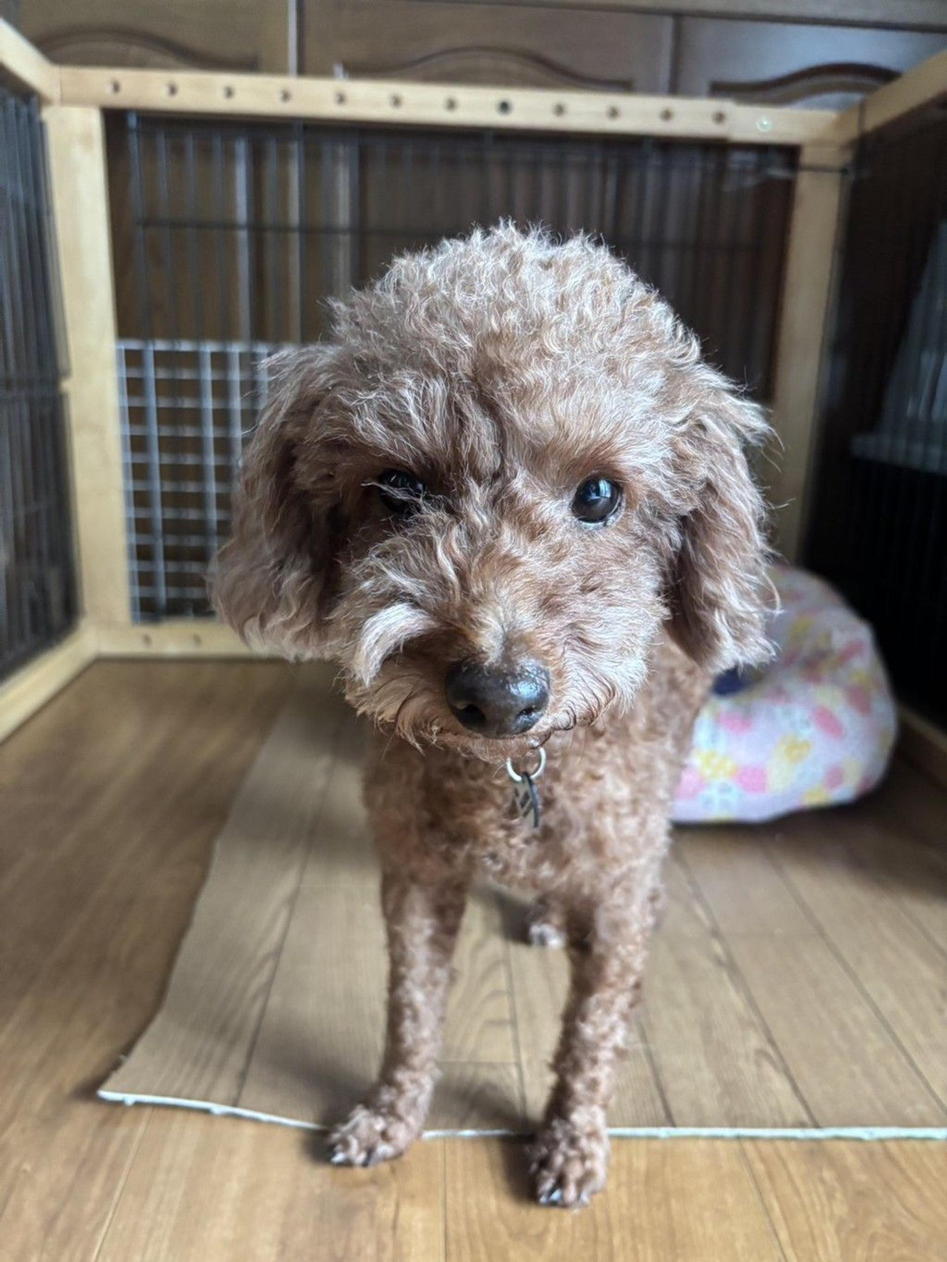 pet-image-5