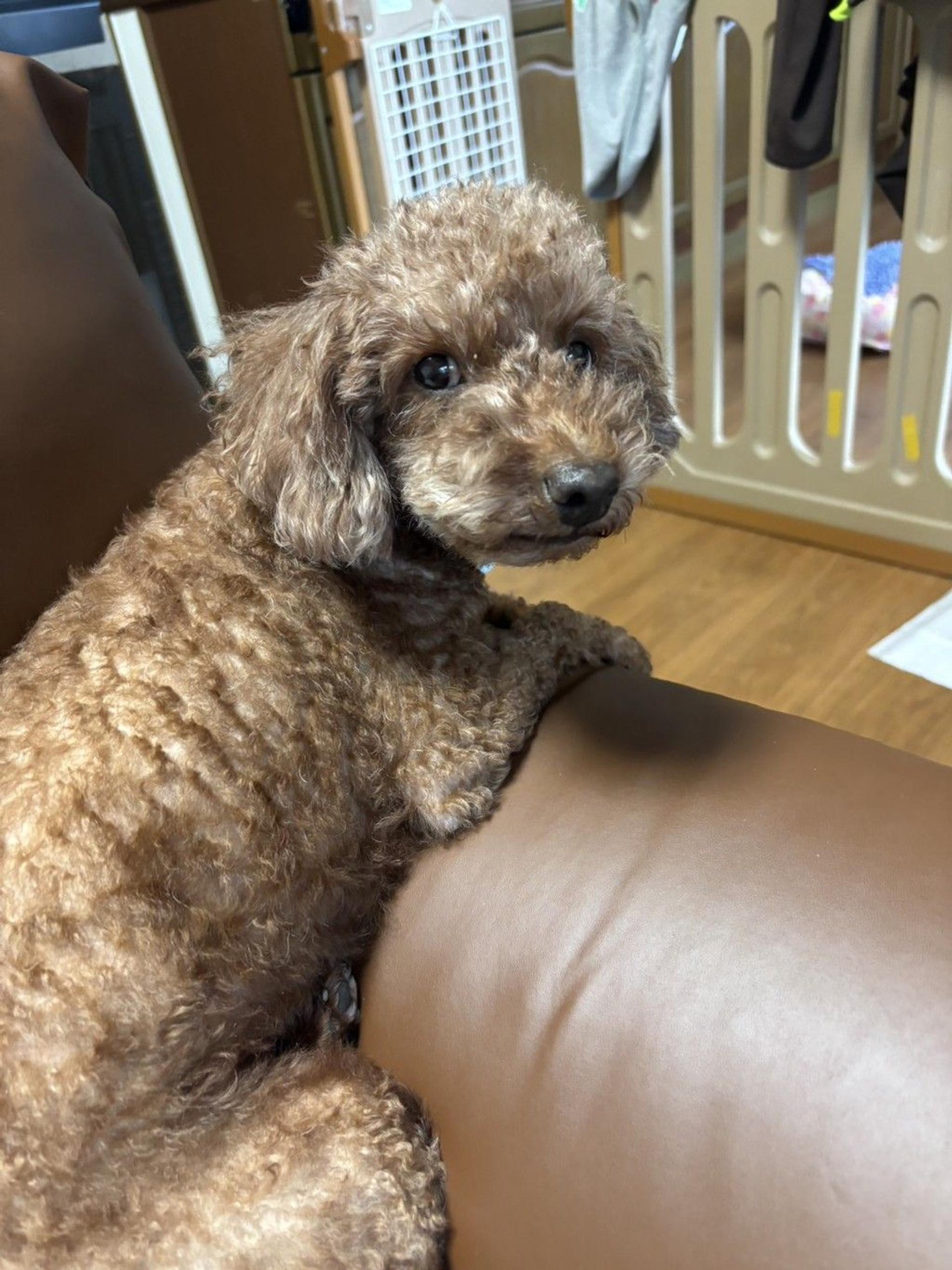 pet-image-3