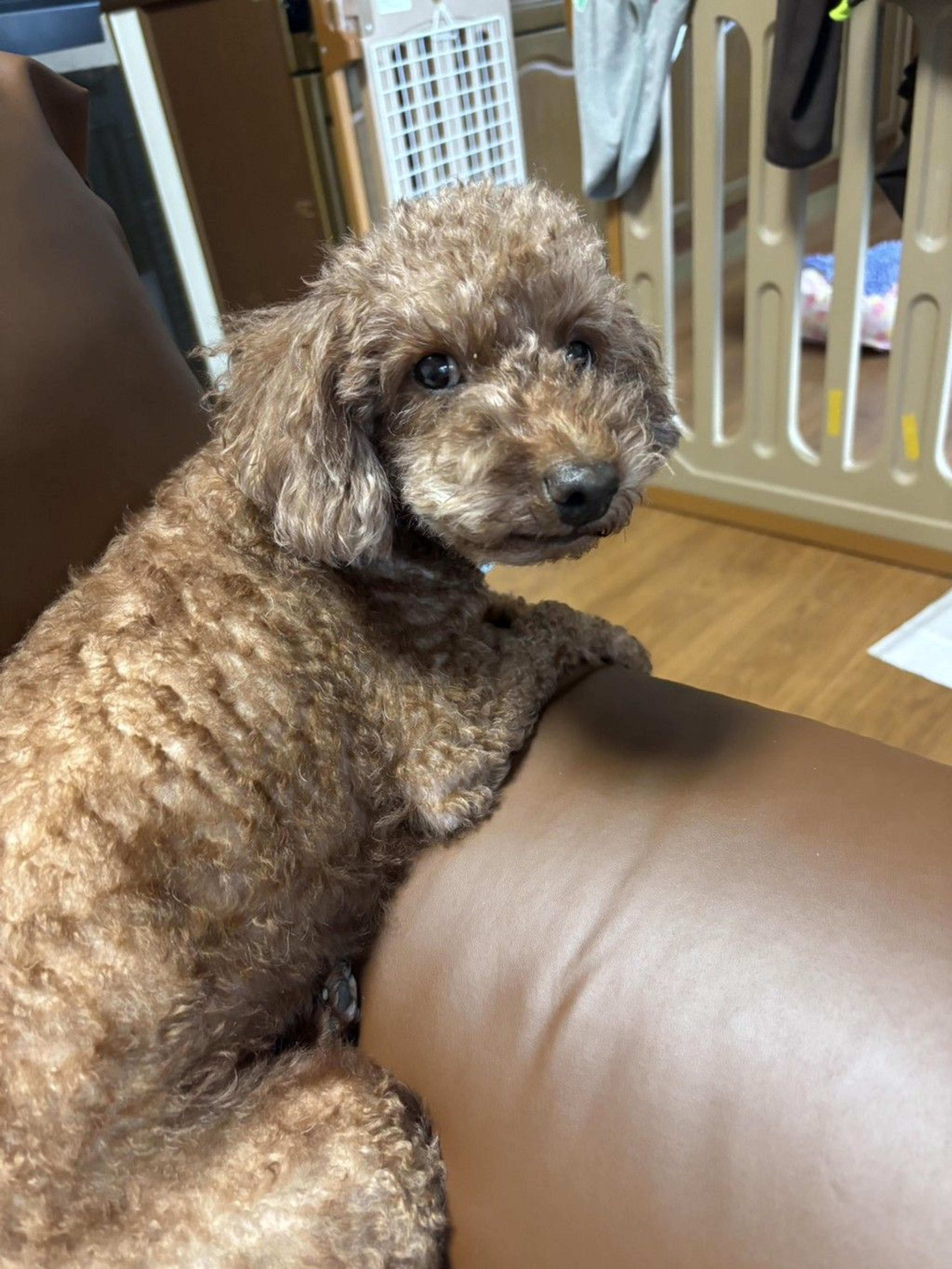 pet-image-3