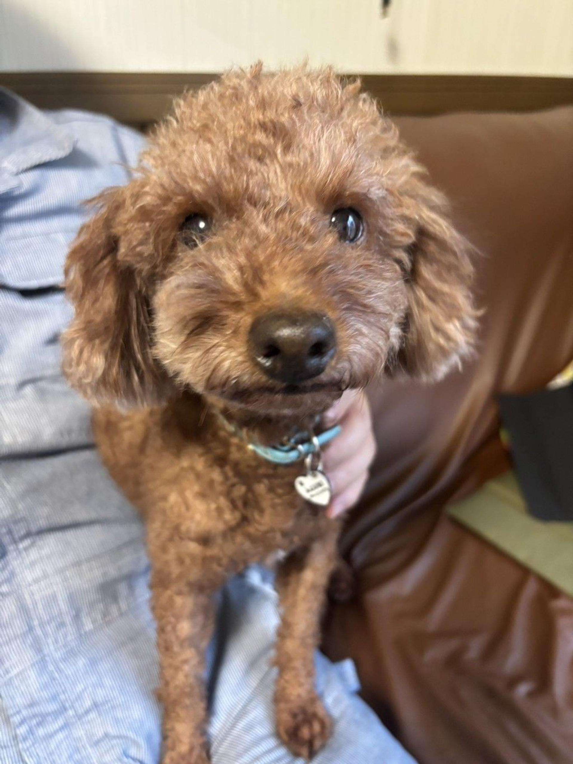 pet-image-2