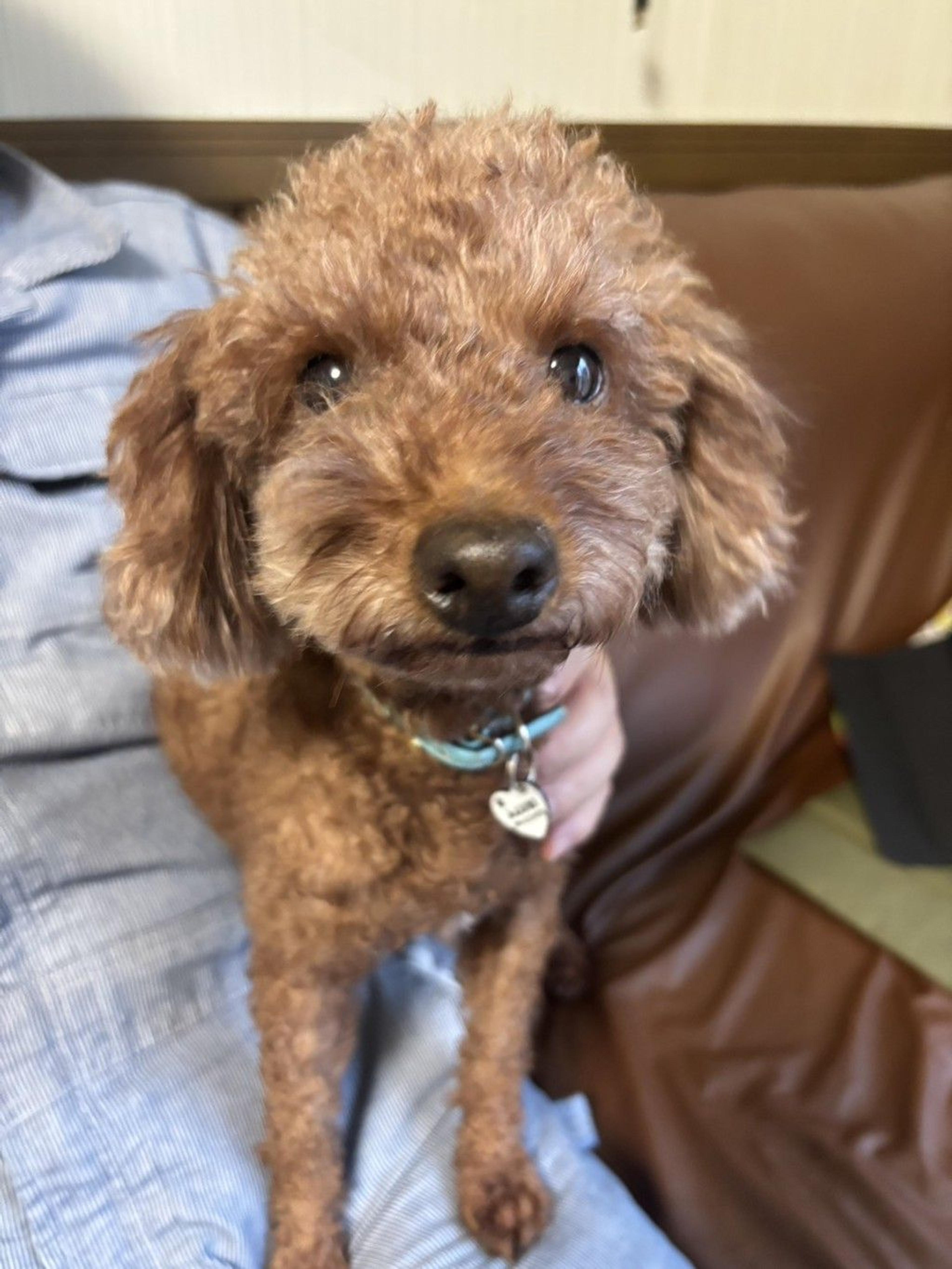 pet-image-2