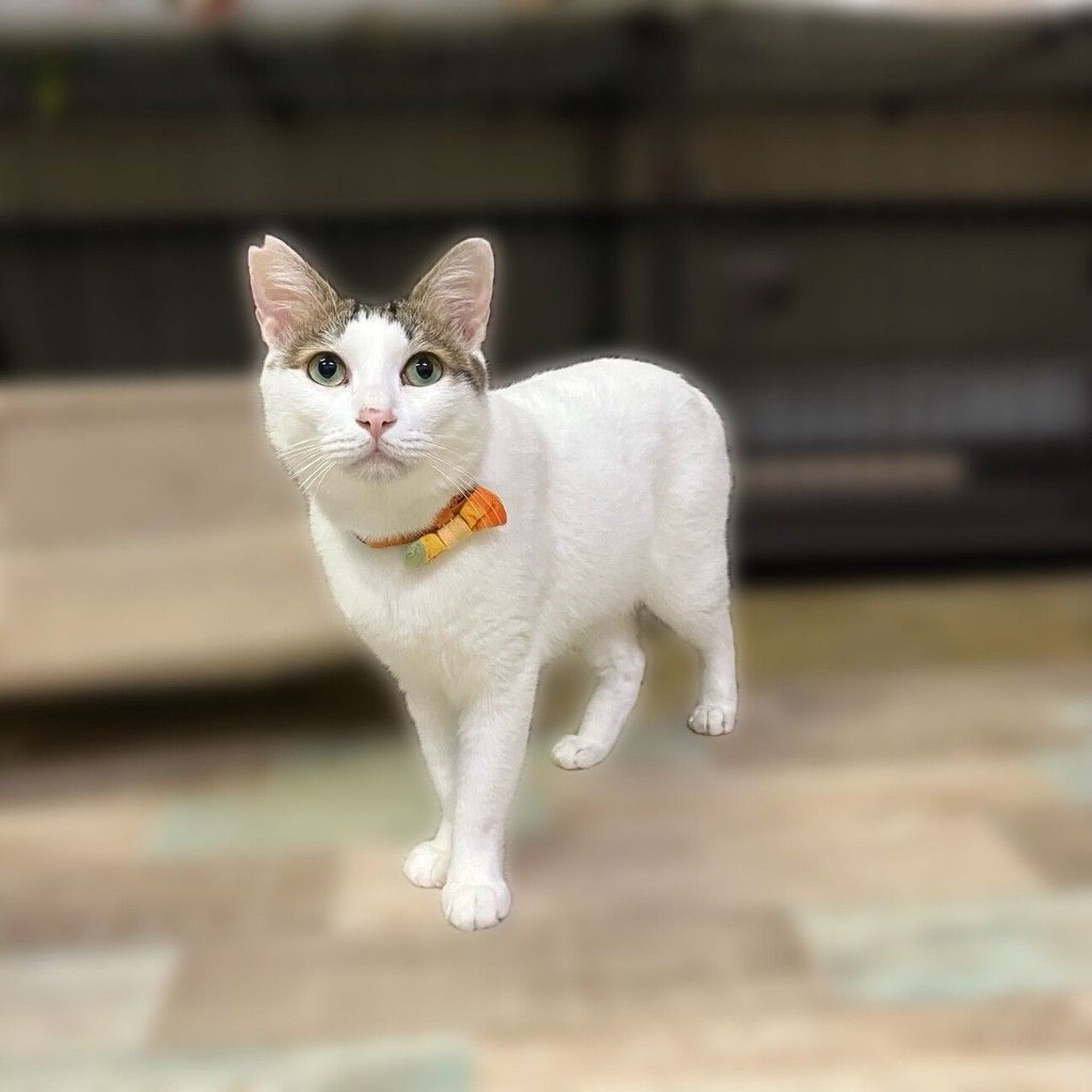 雑種（ミックス猫）・オスの里親募集の写真