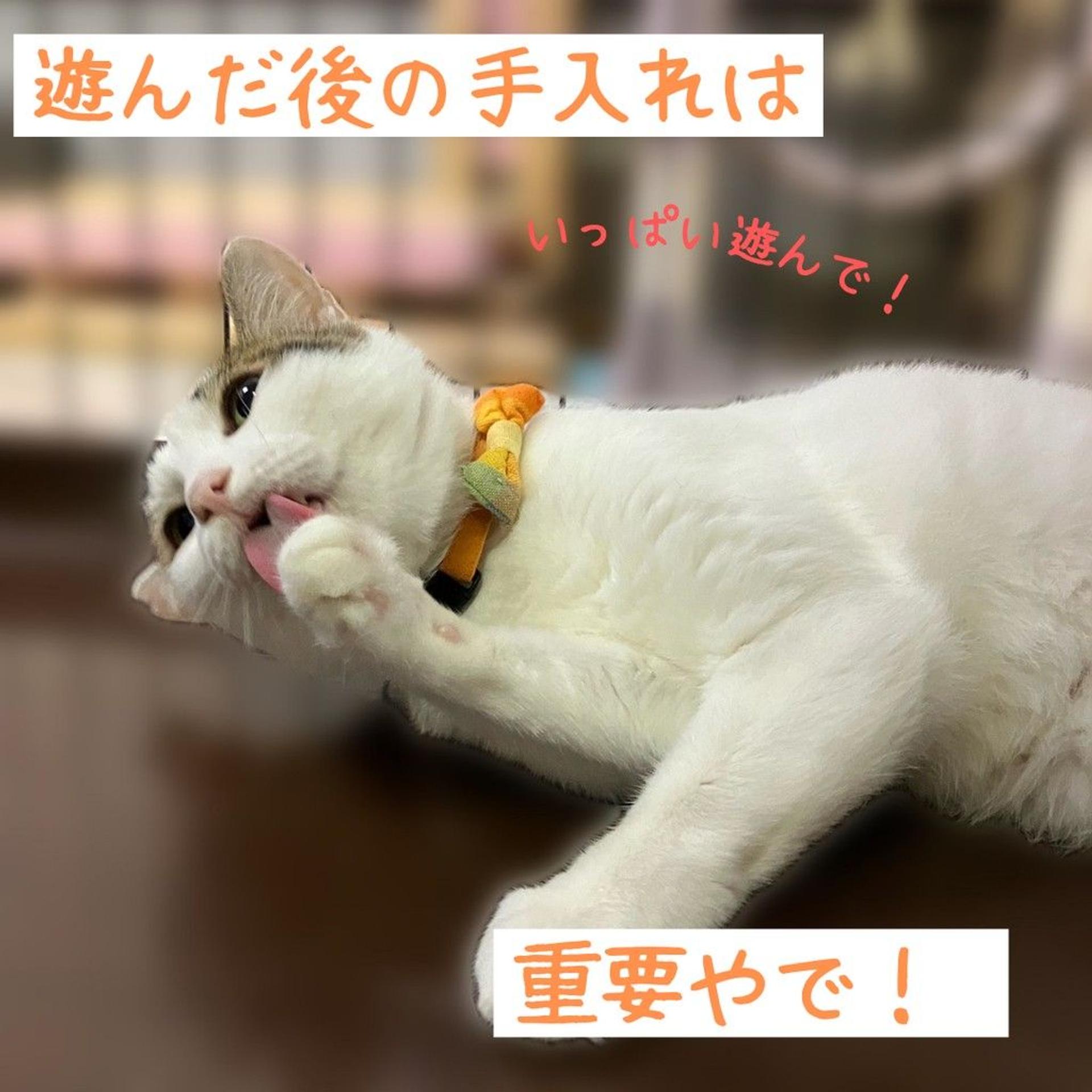pet-image-4