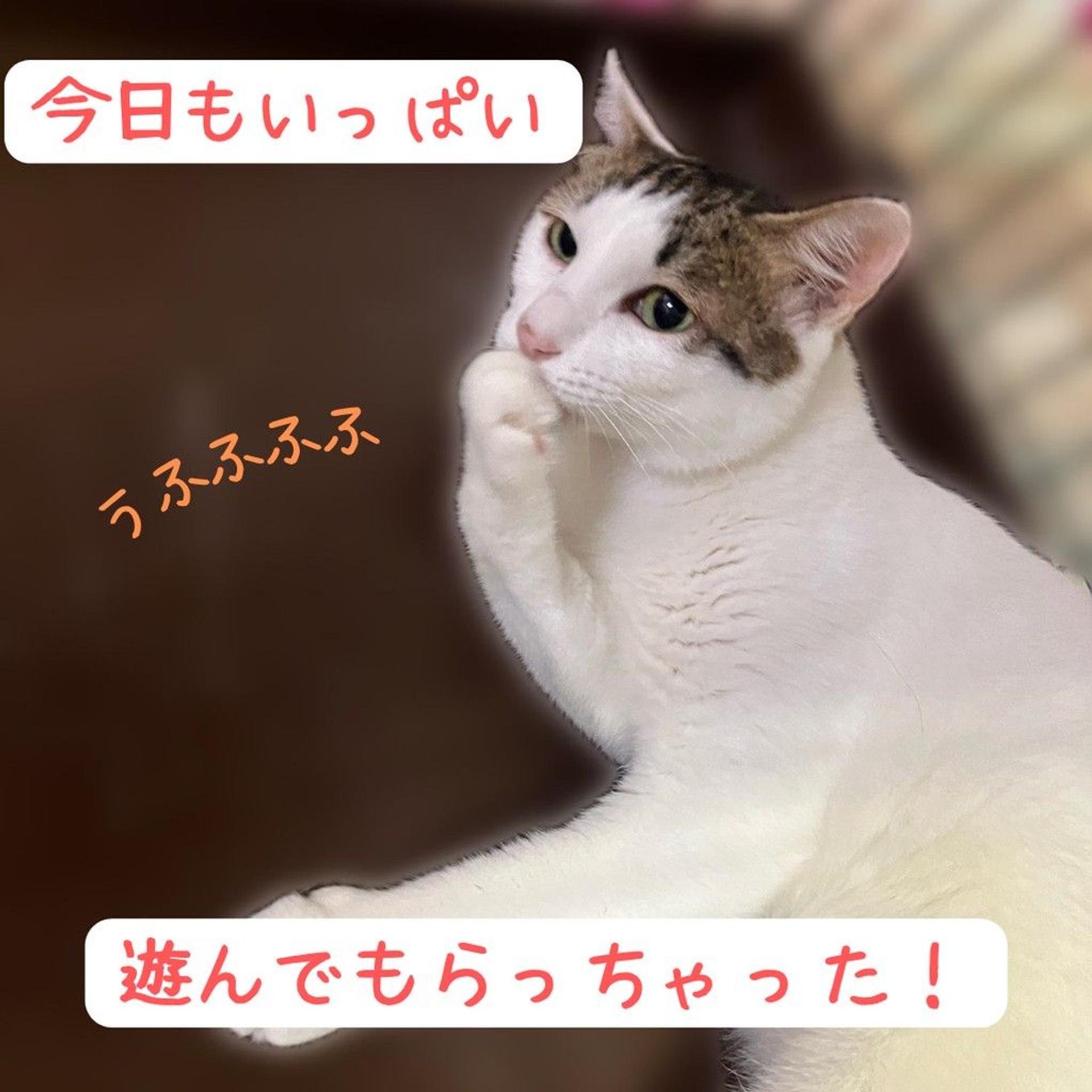 pet-image-3