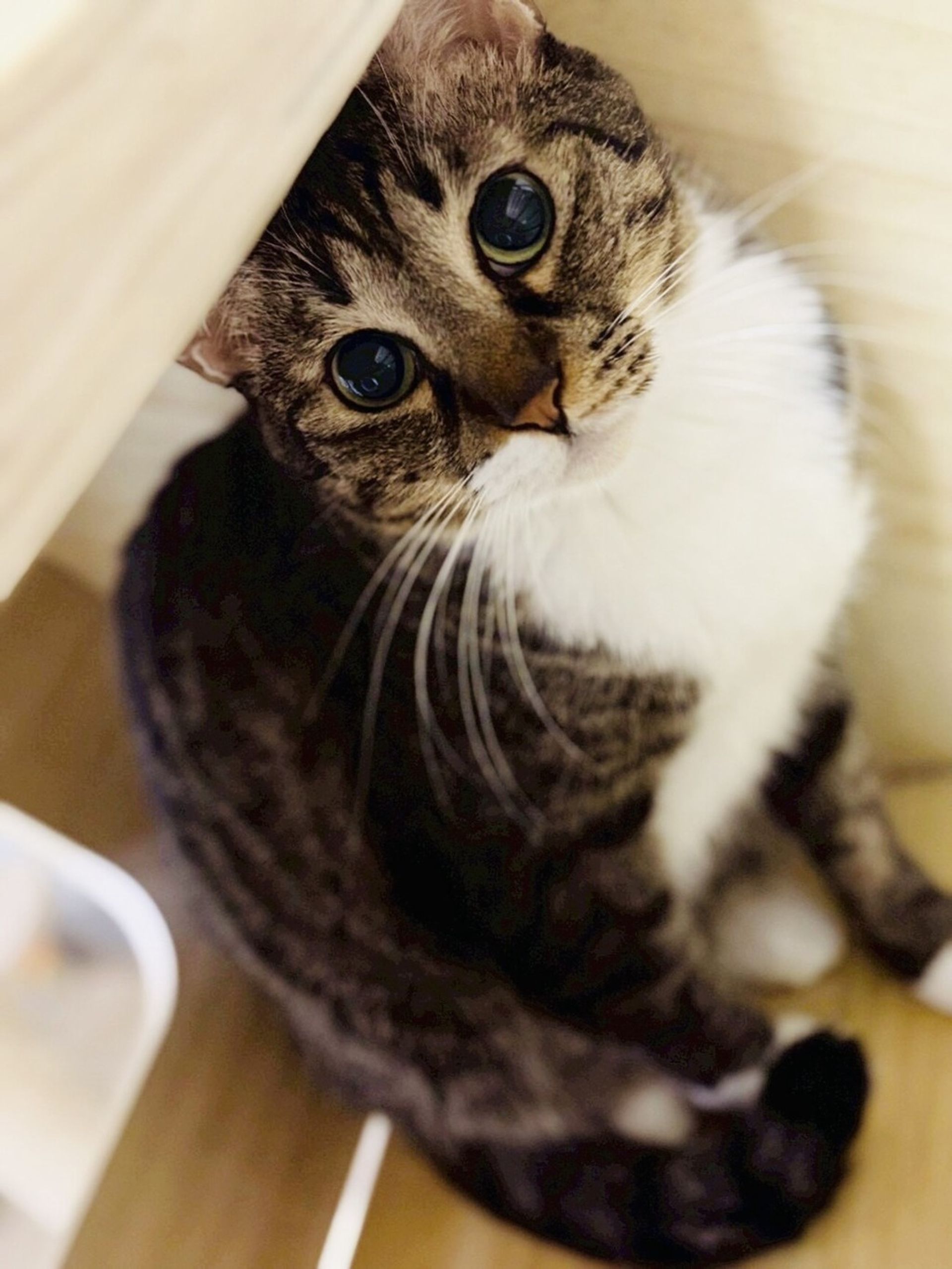 雑種（ミックス猫）・オスの里親募集の写真