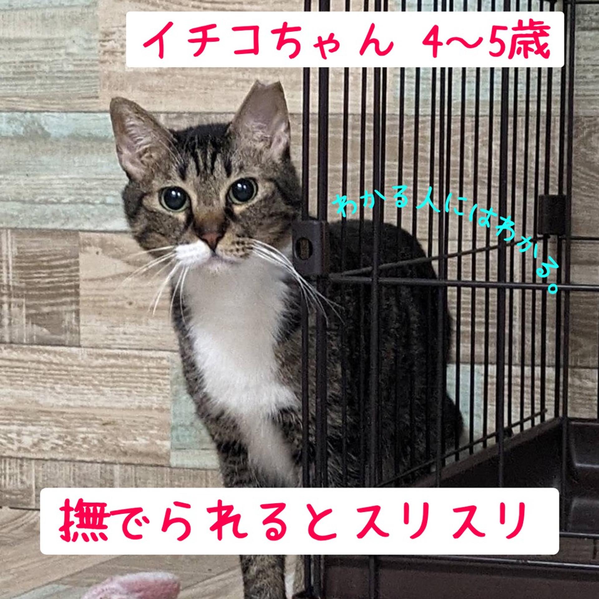 pet-image-2