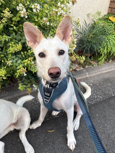 雑種（ミックス犬）・オスの里親募集の写真