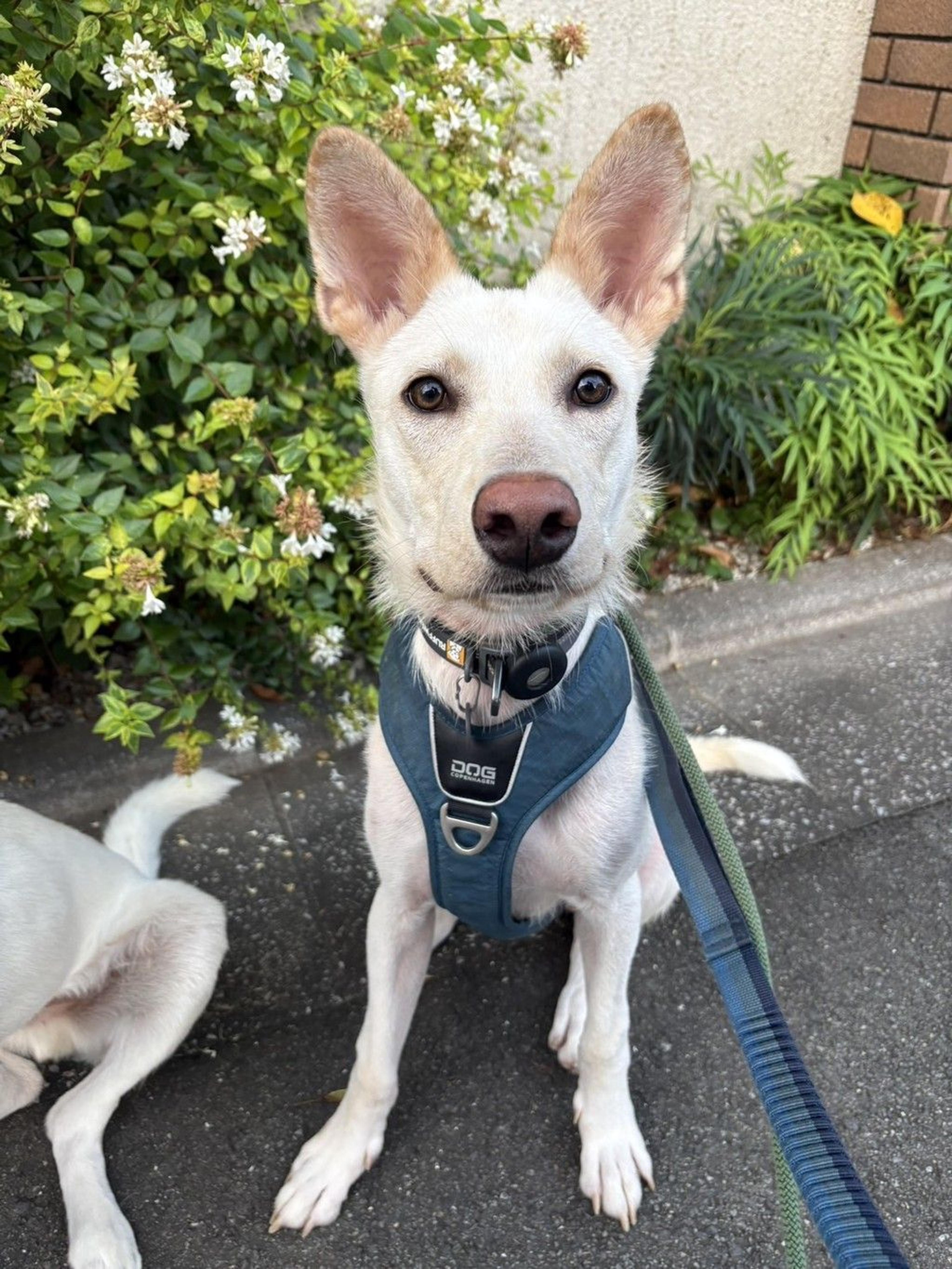 pet-image-2