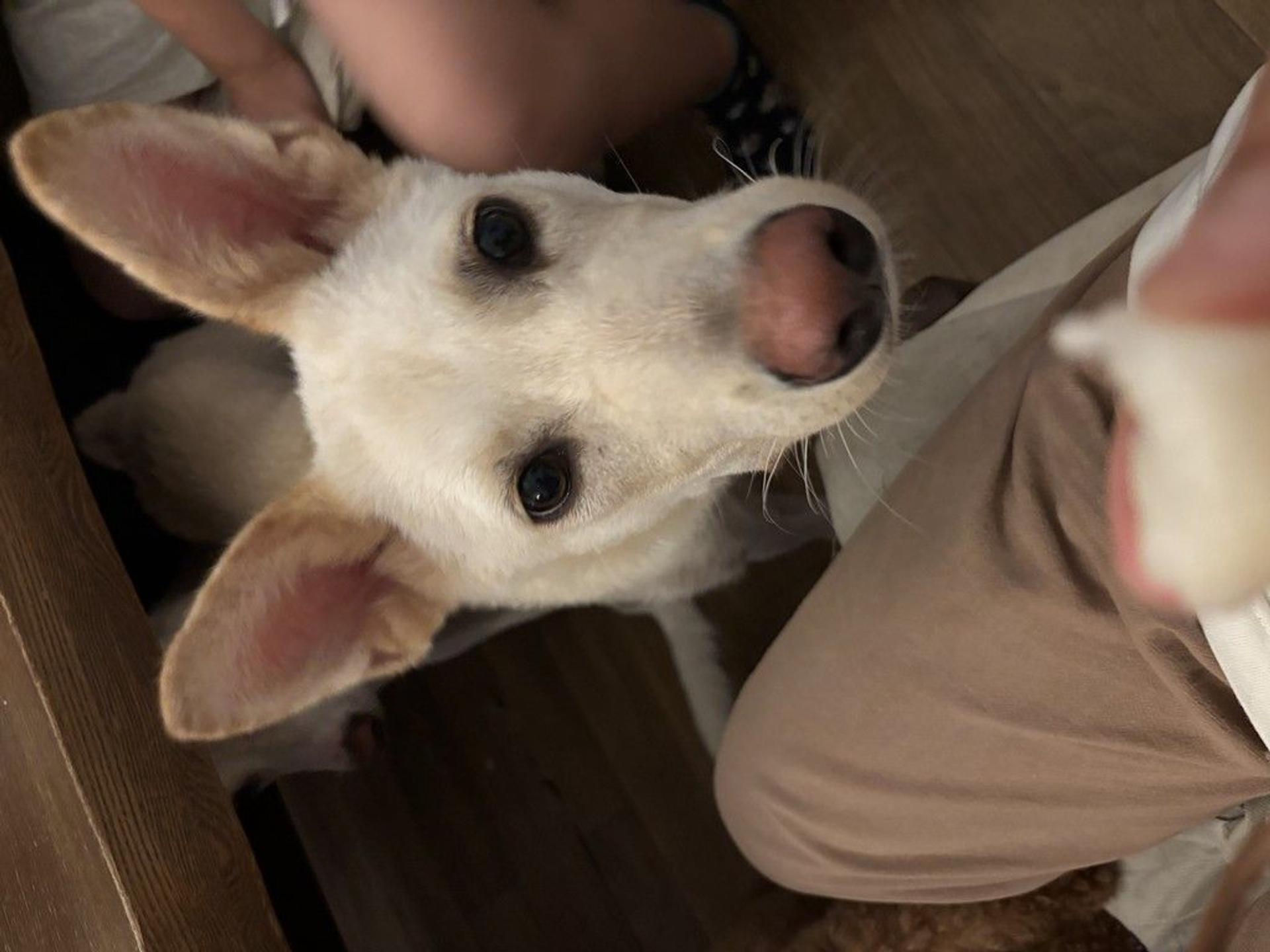 pet-image-3