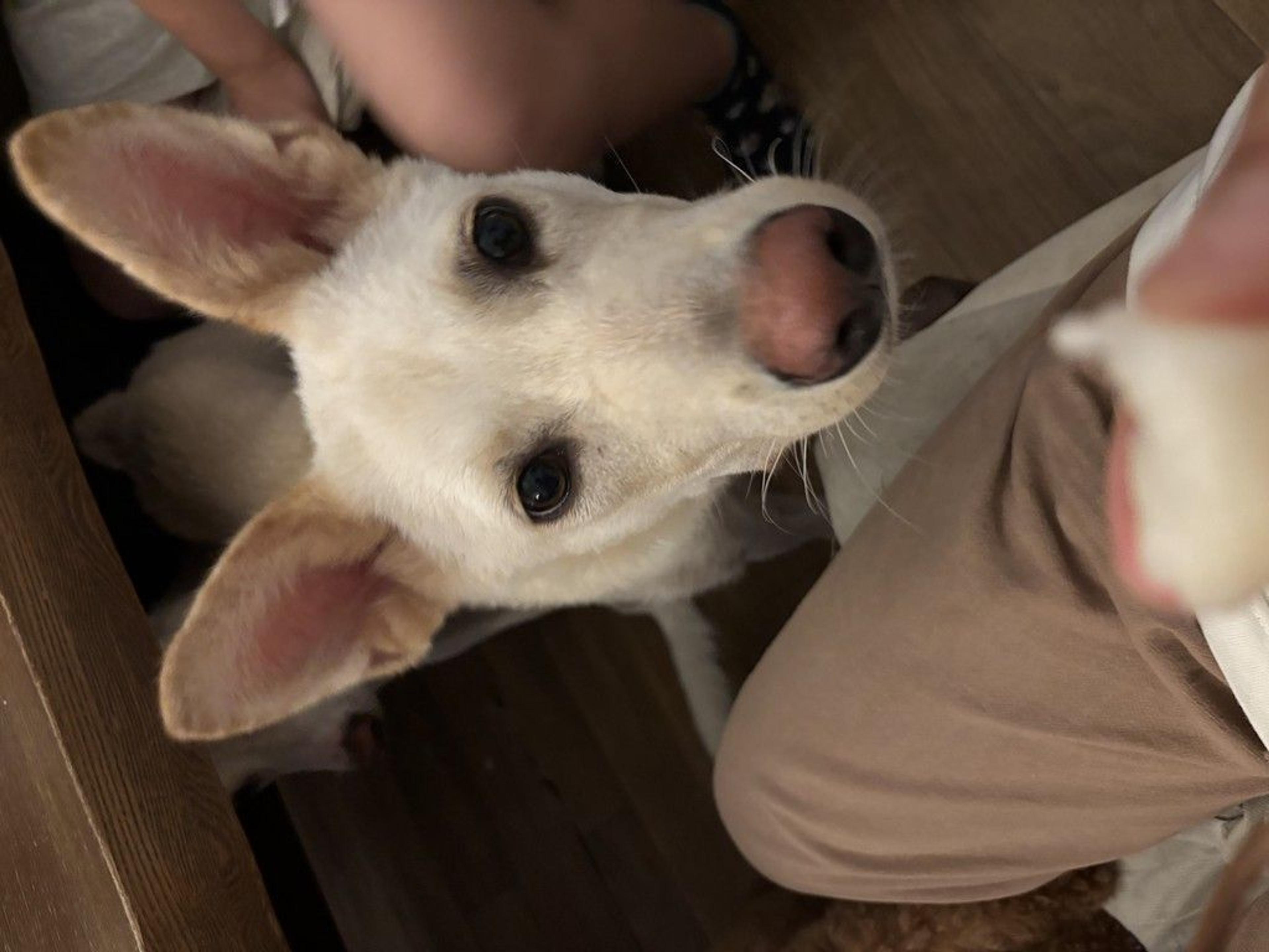 pet-image-3