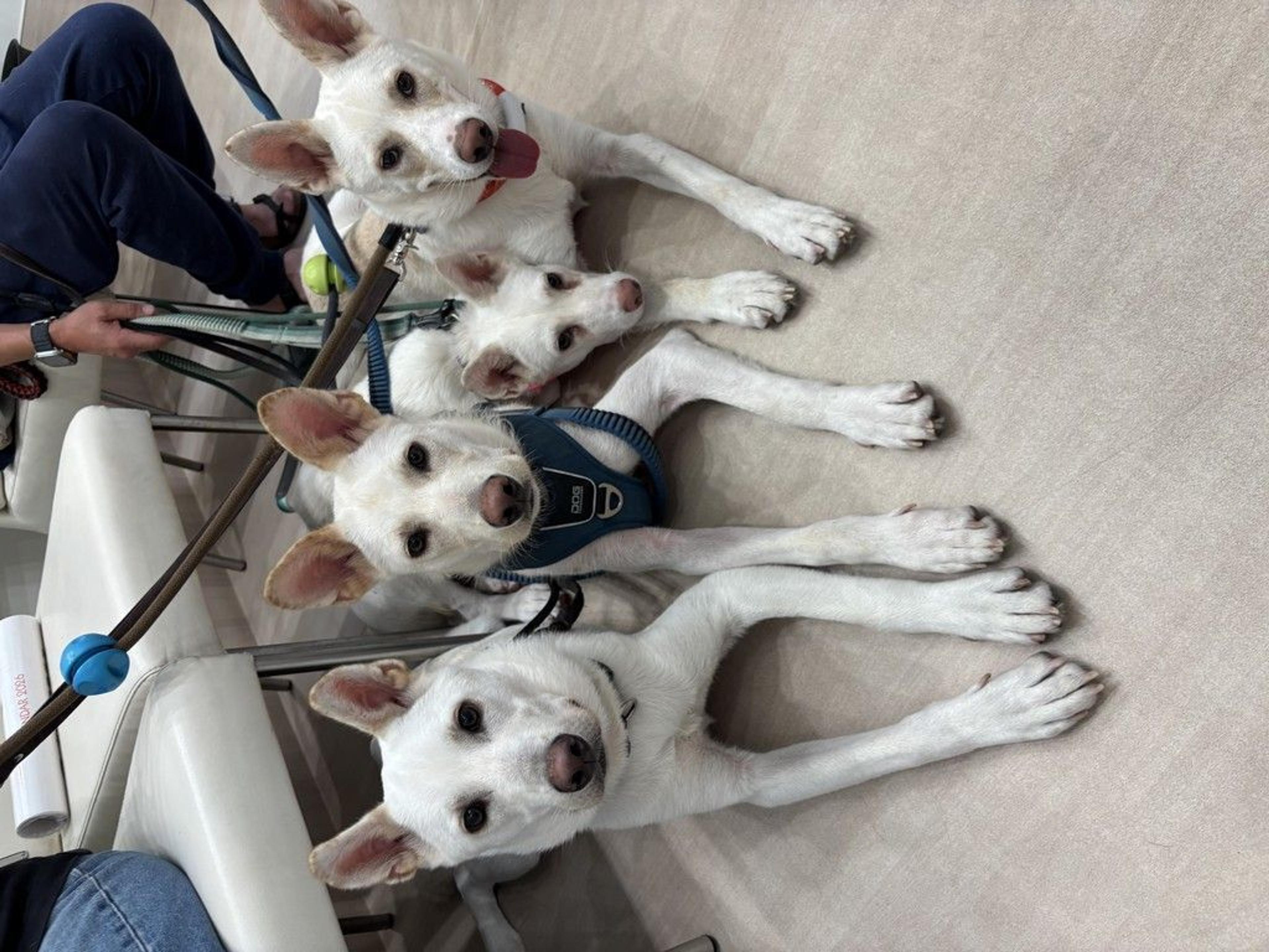 pet-image-4