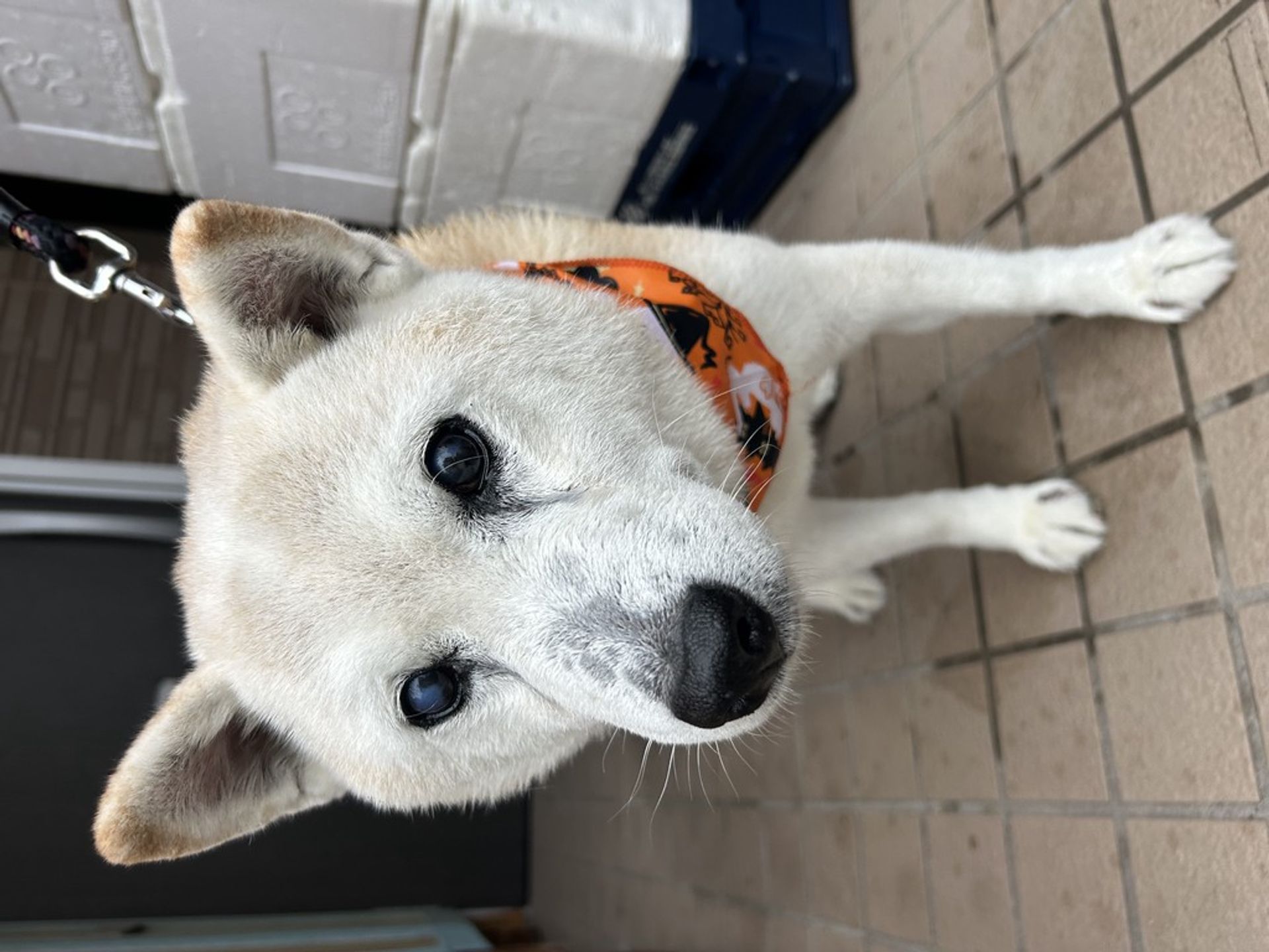 柴犬・オスの里親募集の写真