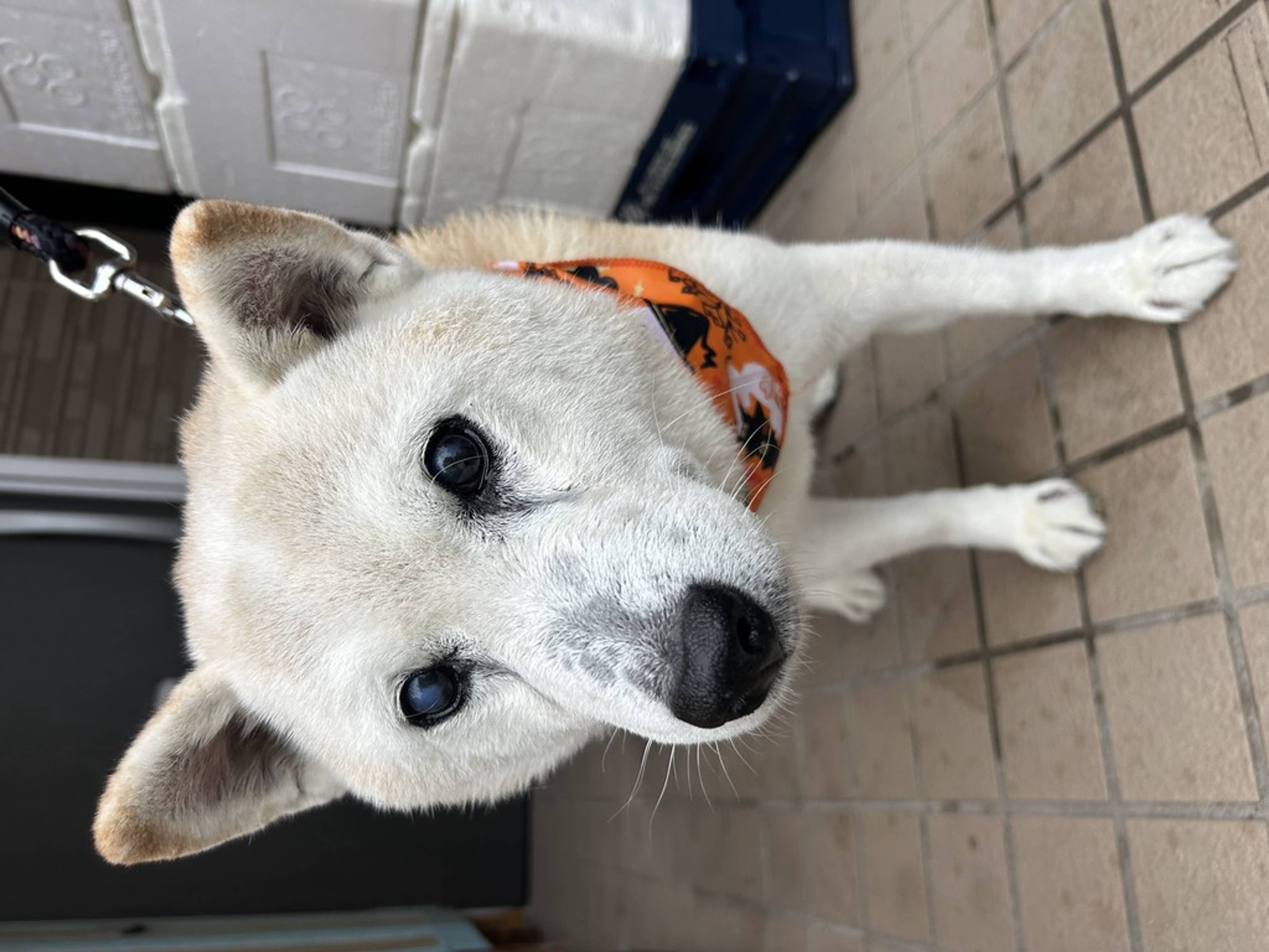 柴犬・オスの里親募集の写真