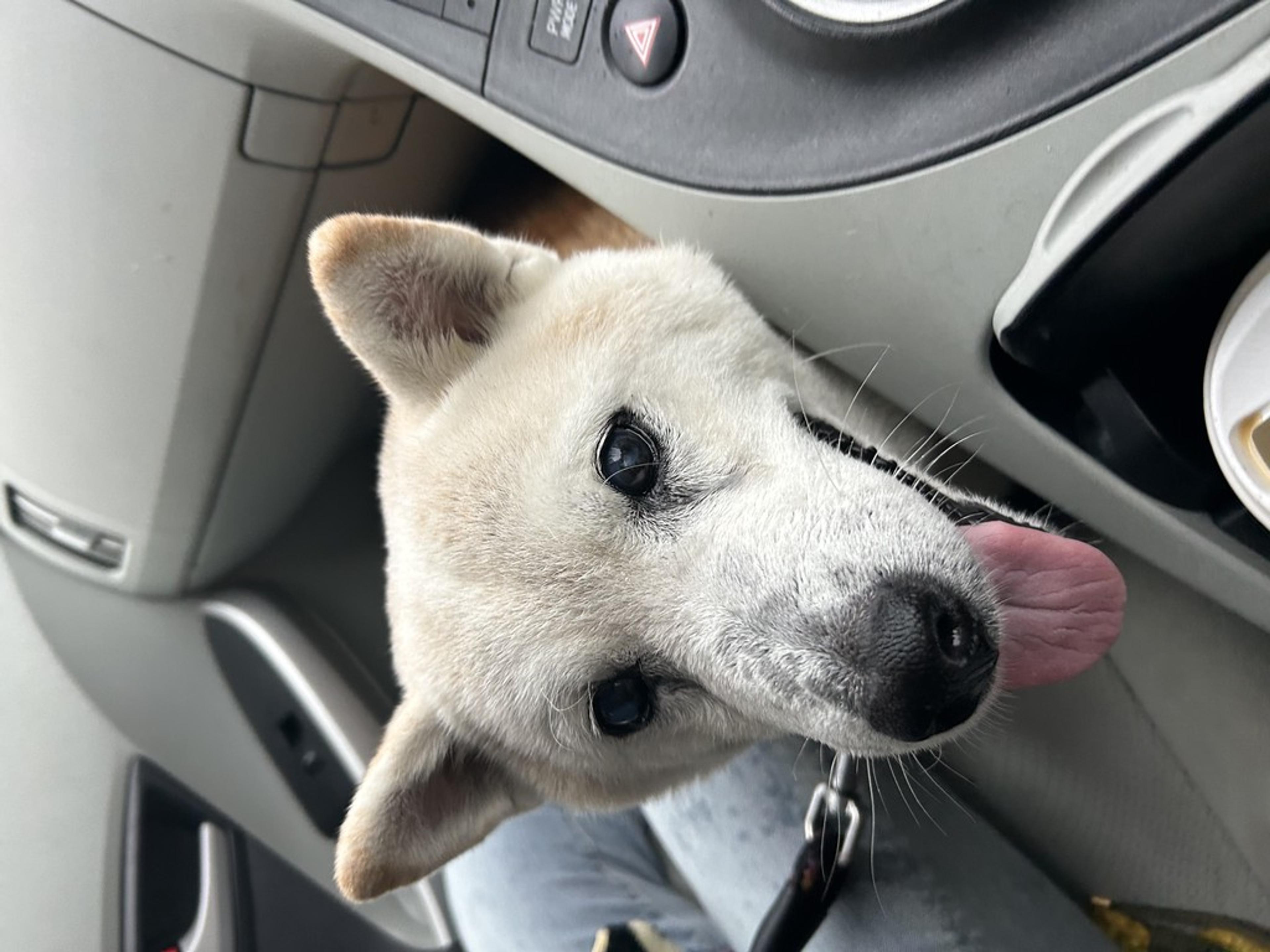 pet-image-3