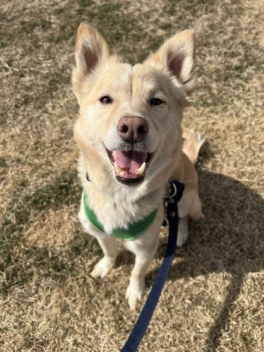 雑種（ミックス犬）・メスの里親募集の写真